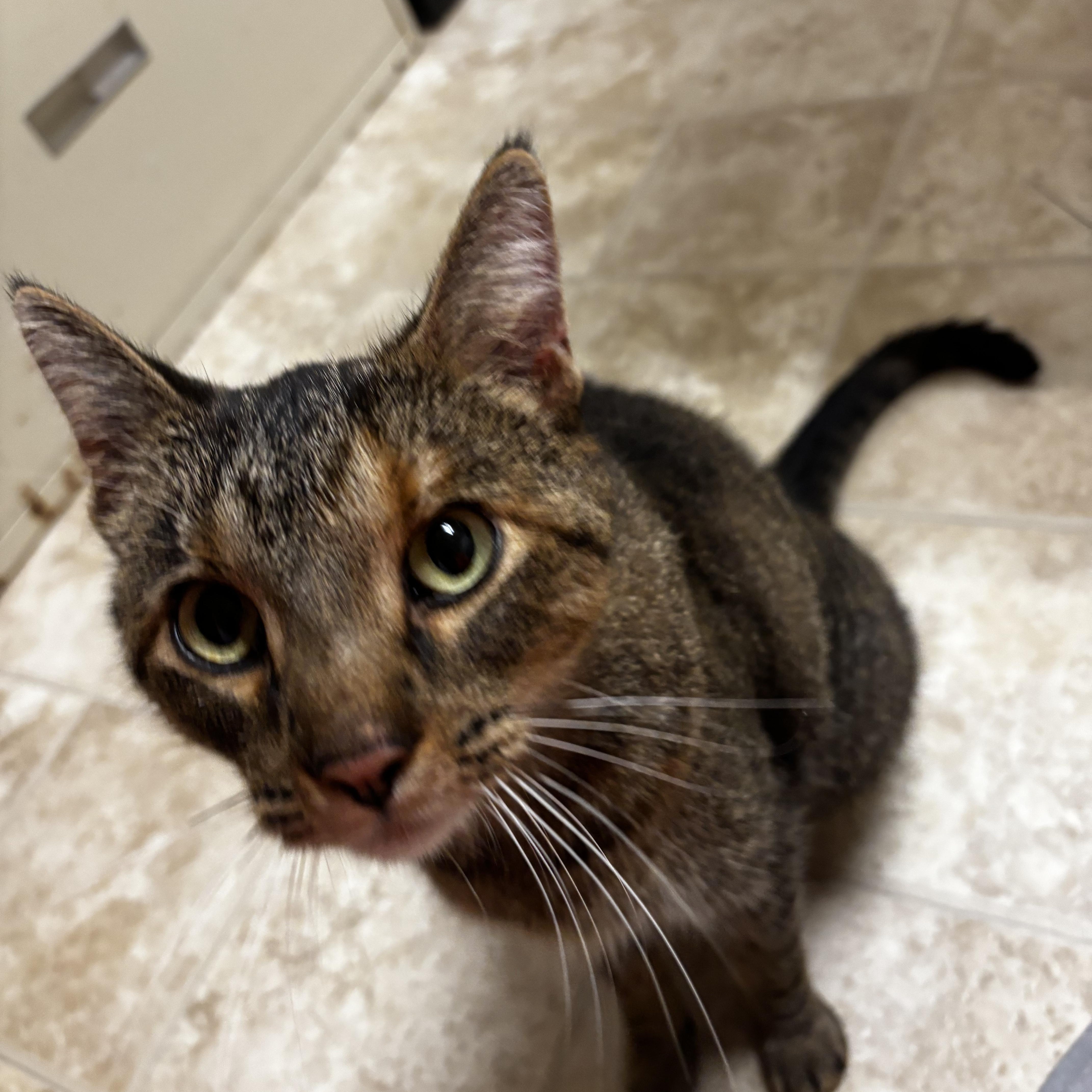 Enlarge Nutella, a Adoptable Domestic Short Hair in Dodgeville, WI image 3/3