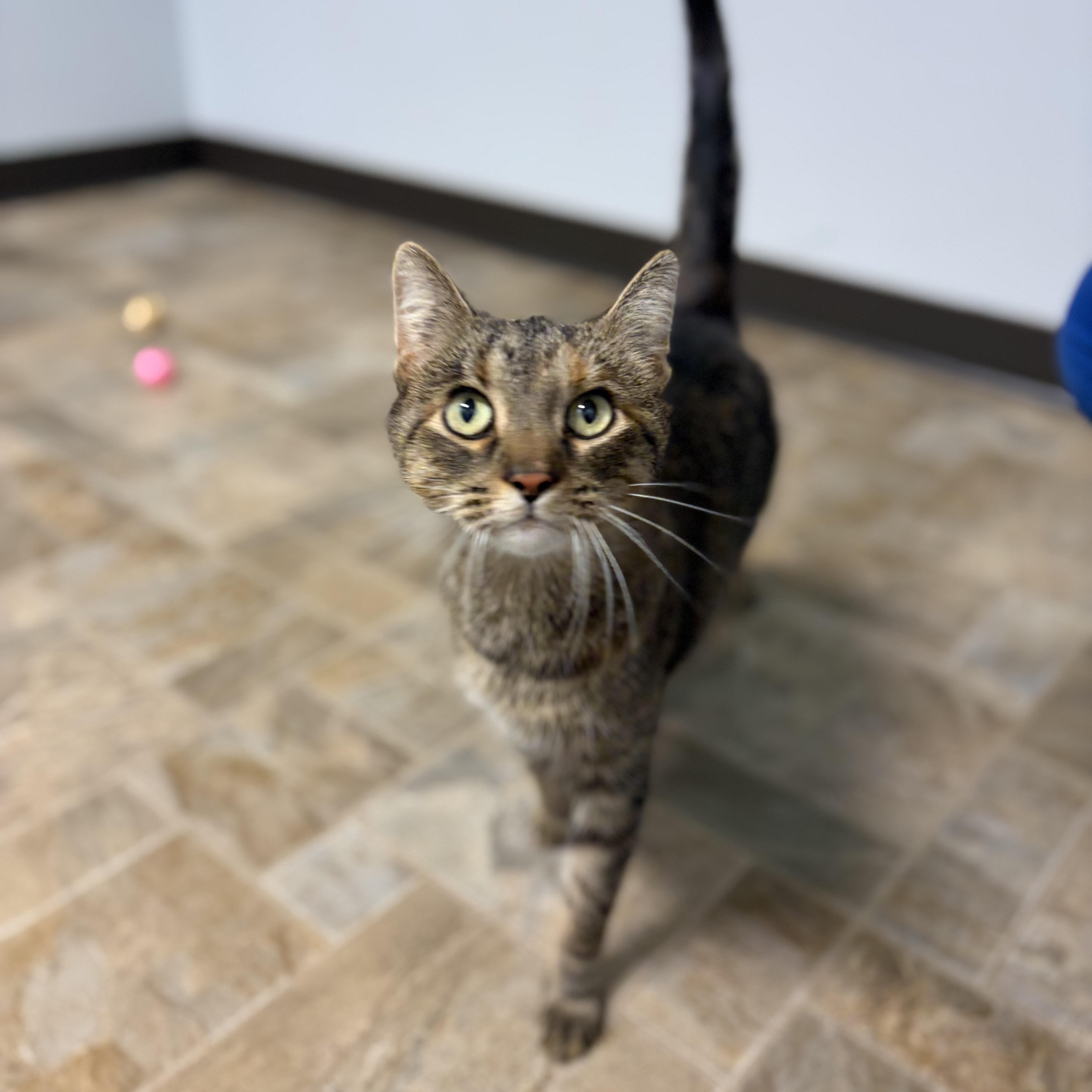 Enlarge Nutella, a Adoptable Domestic Short Hair in Dodgeville, WI image 2/3