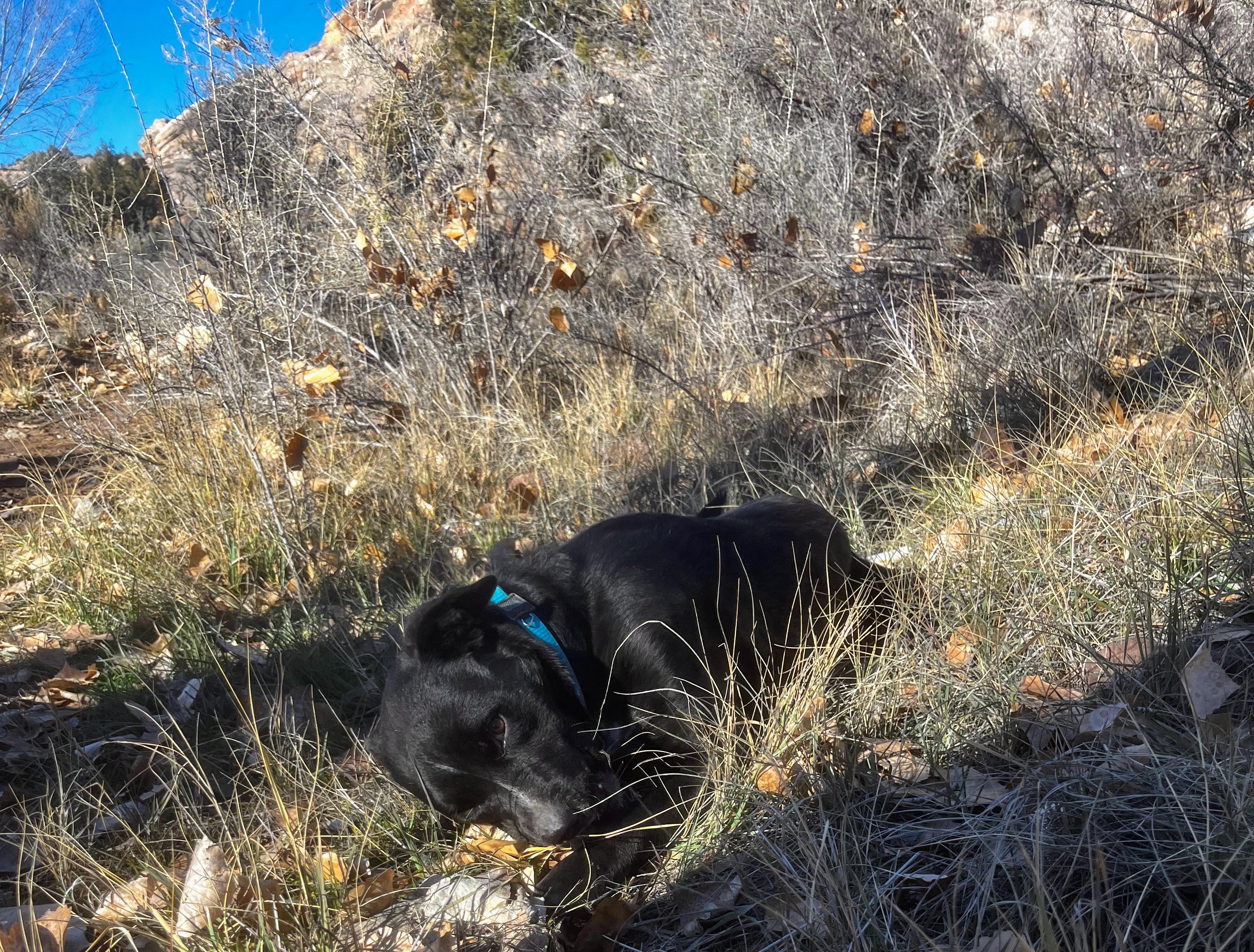 Taz, ADOPTABLE, Young Male Australian Cattle Dog / Blue Heeler & Black Labrador Retriever.