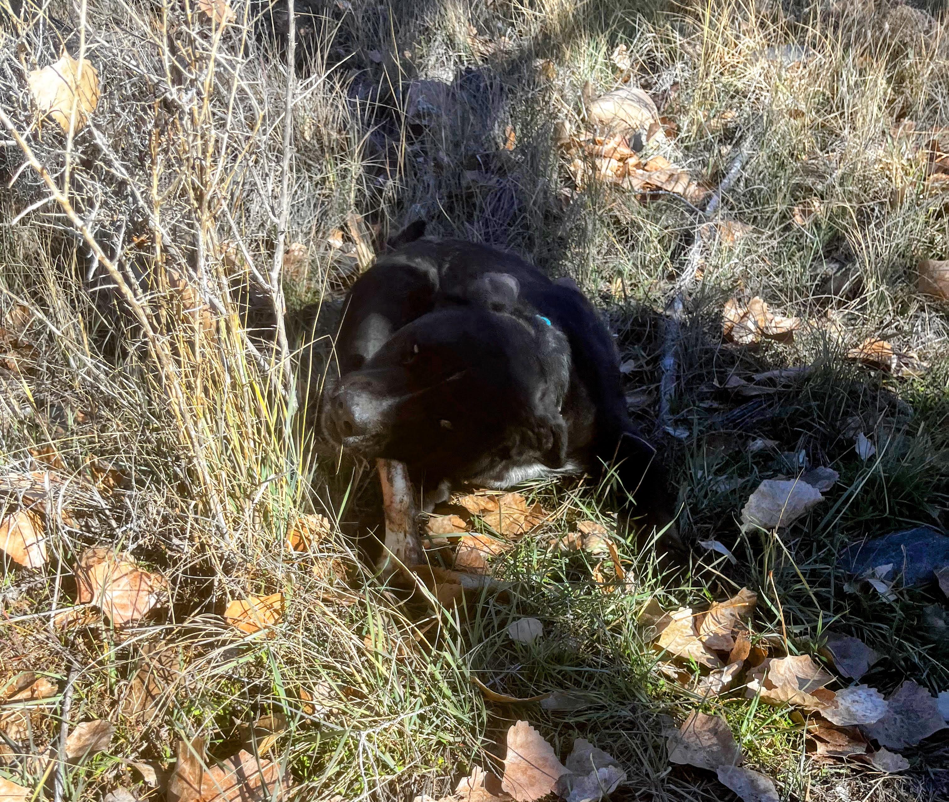 Enlarge Taz, a ADOPTABLE mixed breed in Nucla, CO image 2/2