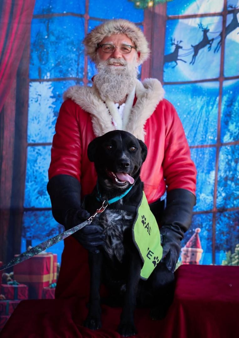 Taz, a ADOPTABLE mixed breed in Nucla, CO image 1/3