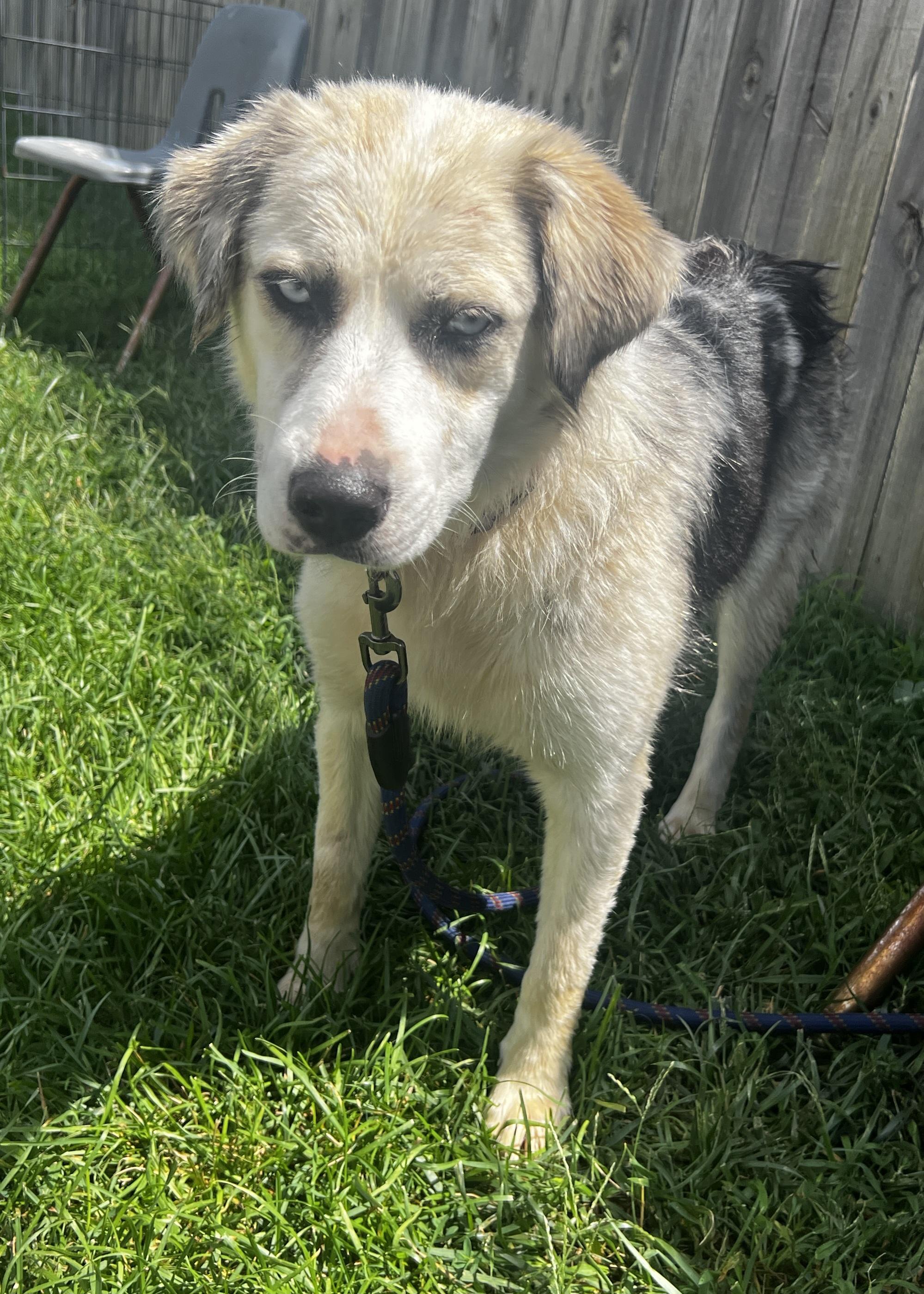 Enlarge Sierra, a ADOPTABLE mixed breed in Lexington, KY image 4/4