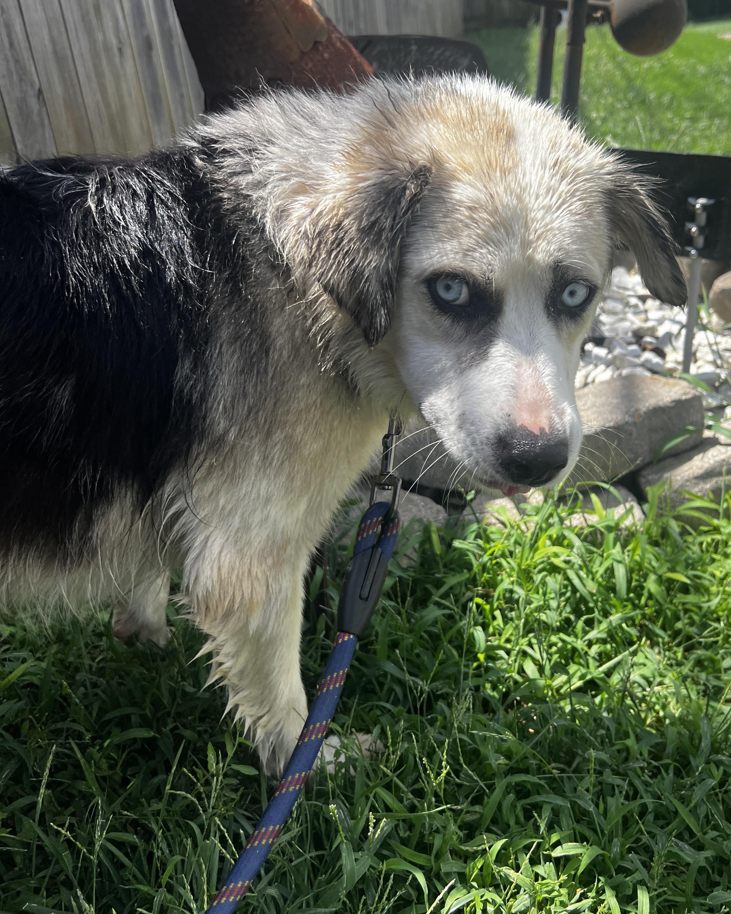 Sierra, ADOPTABLE, Young Female Border Collie & Australian Shepherd.