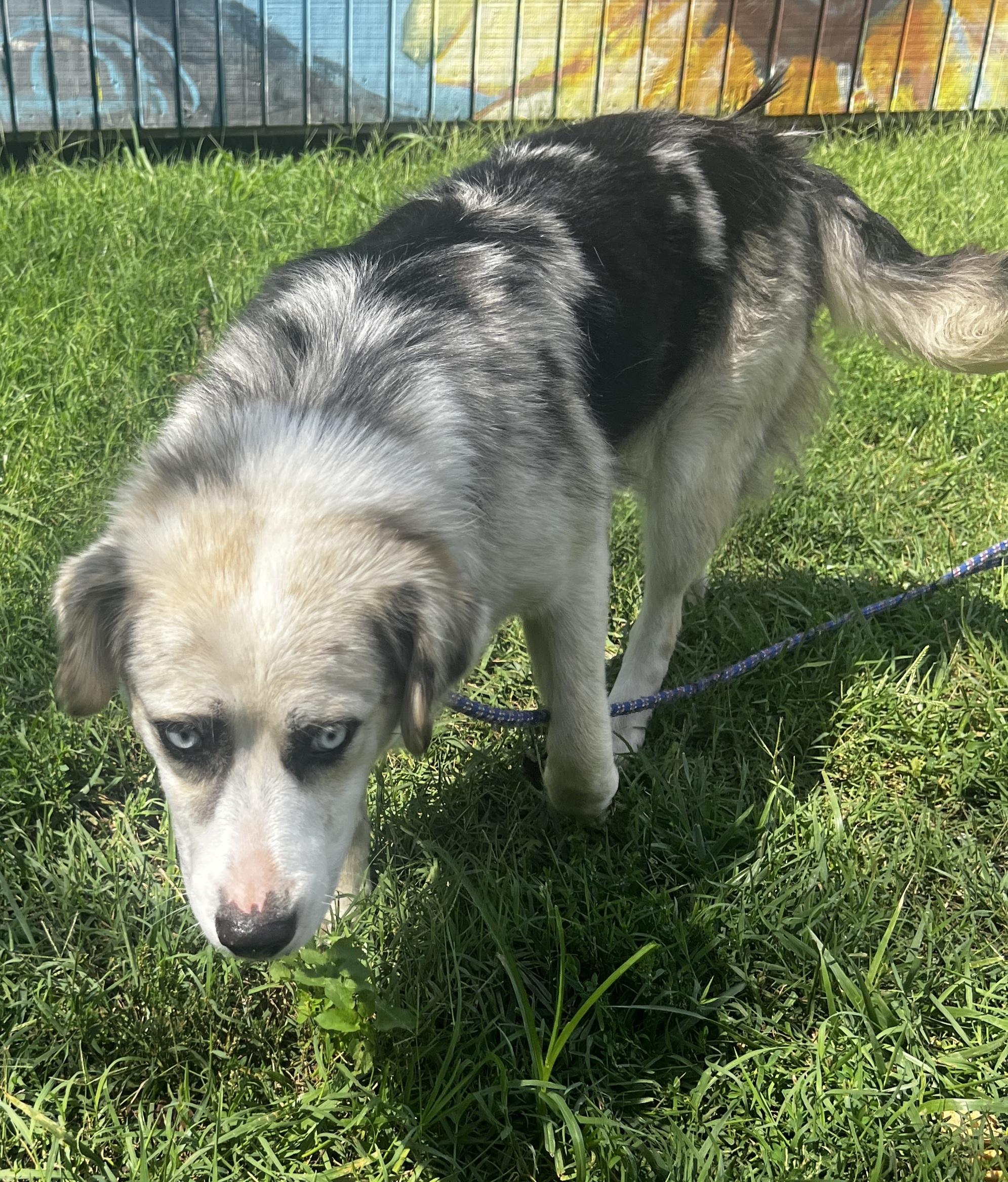 Enlarge Sierra, a ADOPTABLE mixed breed in Lexington, KY image 2/4