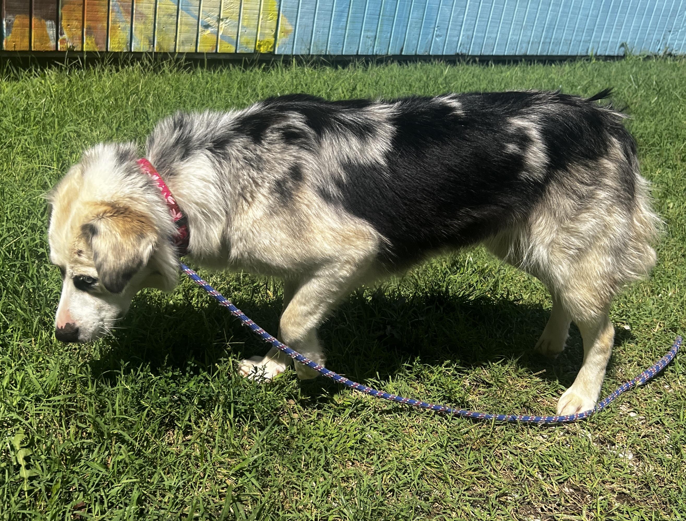 Enlarge Sierra, a ADOPTABLE mixed breed in Lexington, KY image 3/4