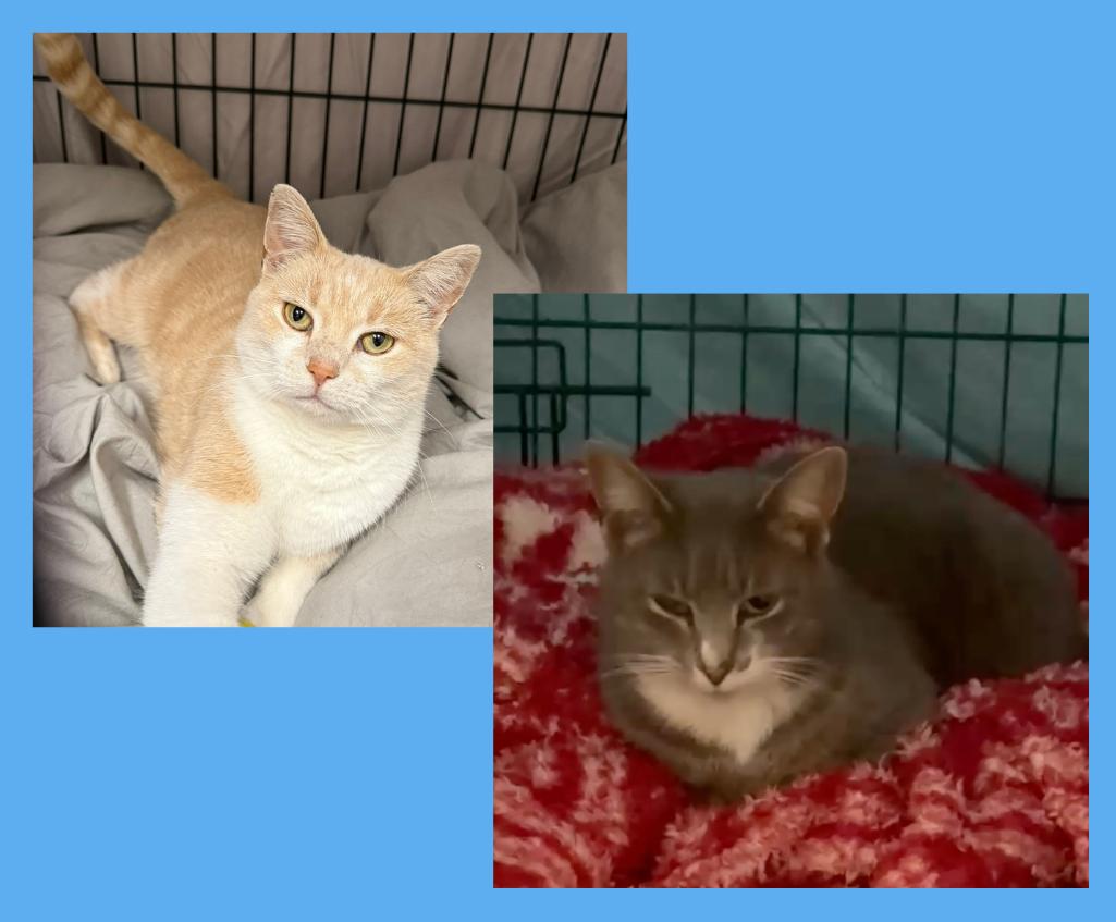 Creamy and Hemmie, adopted, Adult Female Domestic Short Hair.
