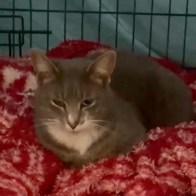 Enlarge Creamy and Hemmie, an adopted Domestic Short Hair in Charlotte, NC image 4/4