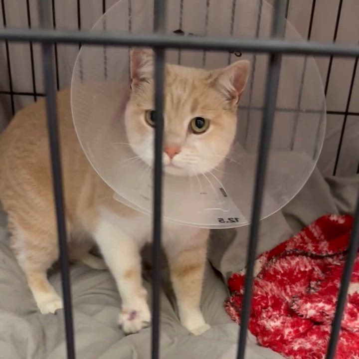 Enlarge Creamy and Hemmie, an adopted Domestic Short Hair in Charlotte, NC video 2/4