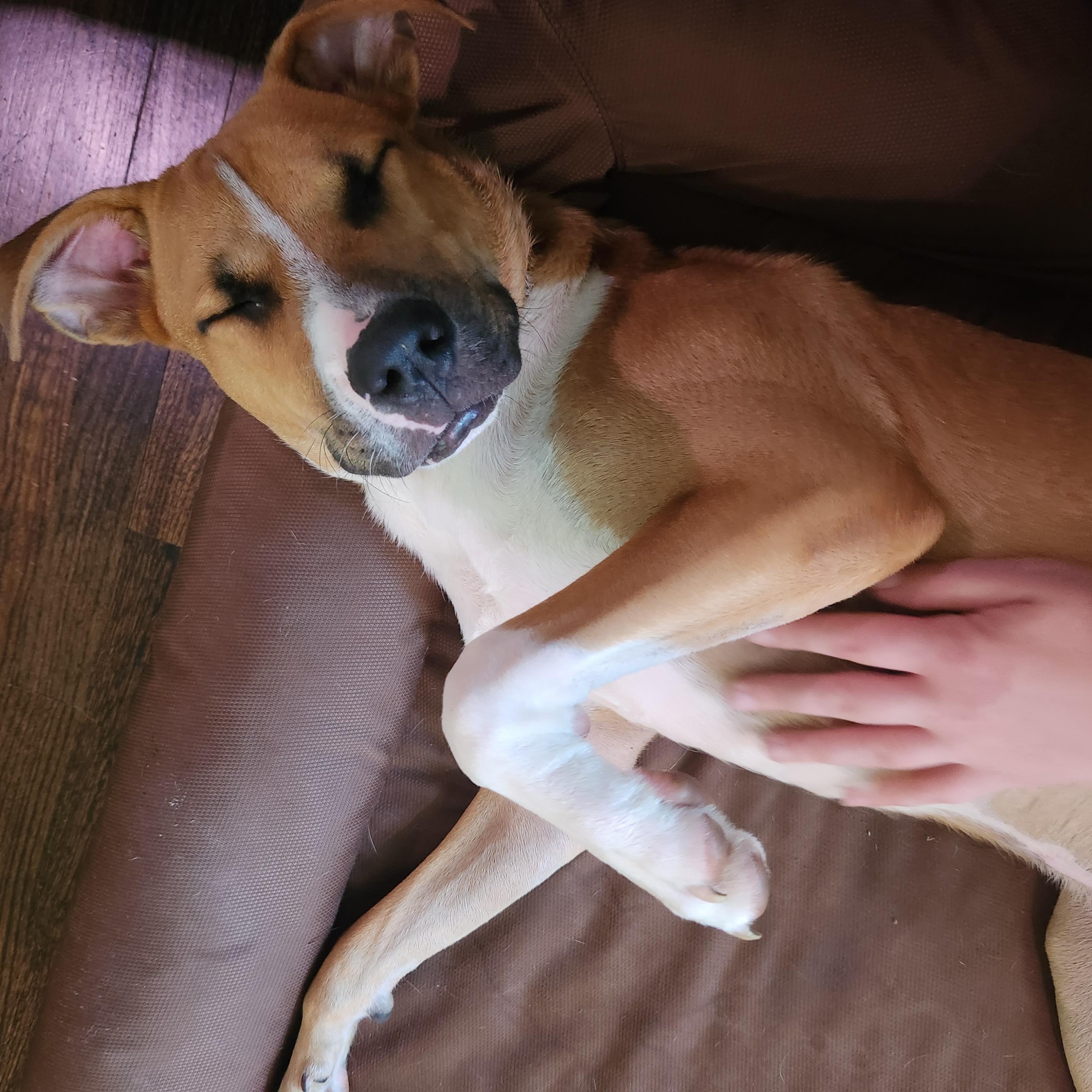 Enlarge Dewey, a ADOPTABLE mixed breed in Charlotte, NC image 6/6
