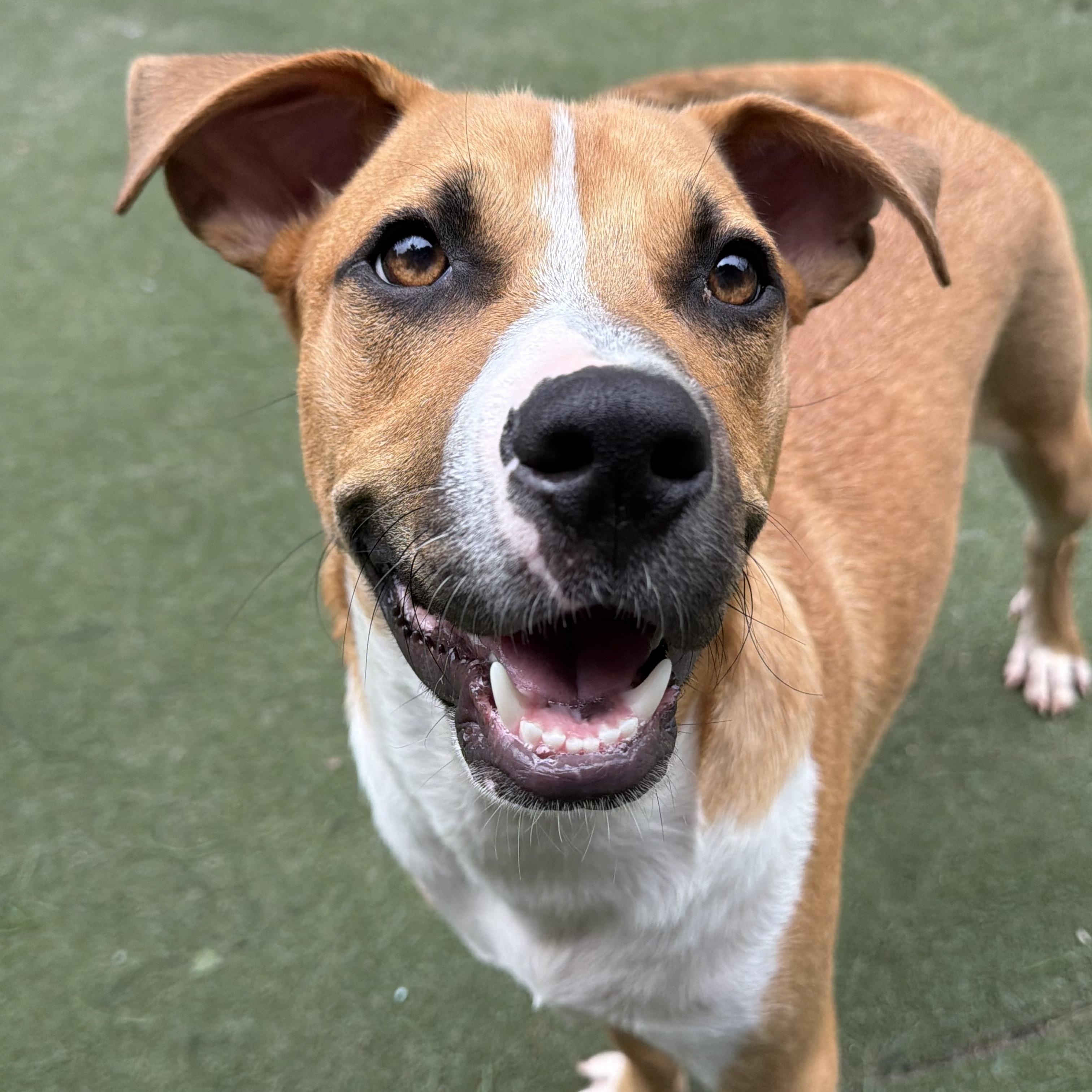 Enlarge Dewey, a ADOPTABLE mixed breed in Charlotte, NC image 4/6