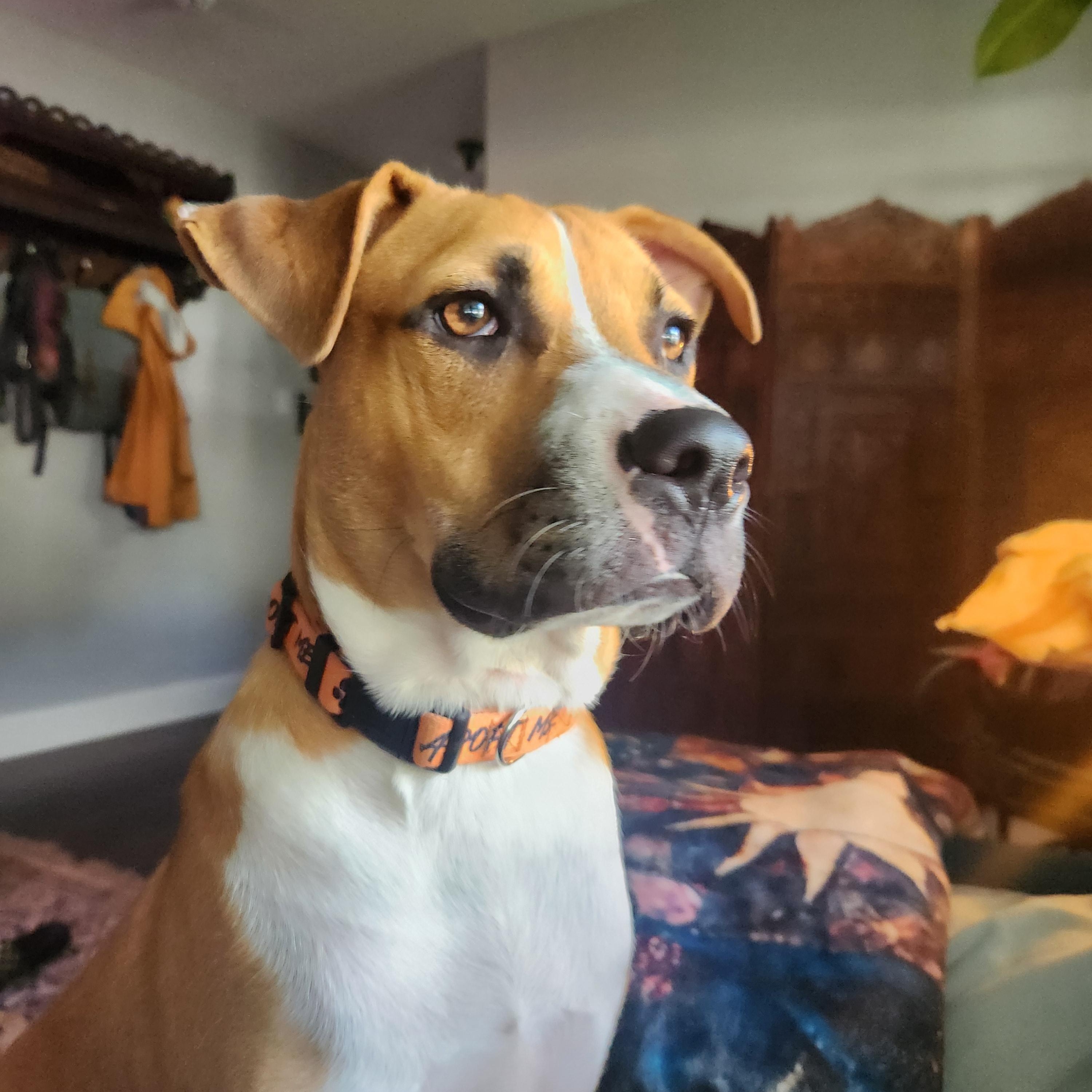Dewey, ADOPTABLE, Puppy Male Boxer.