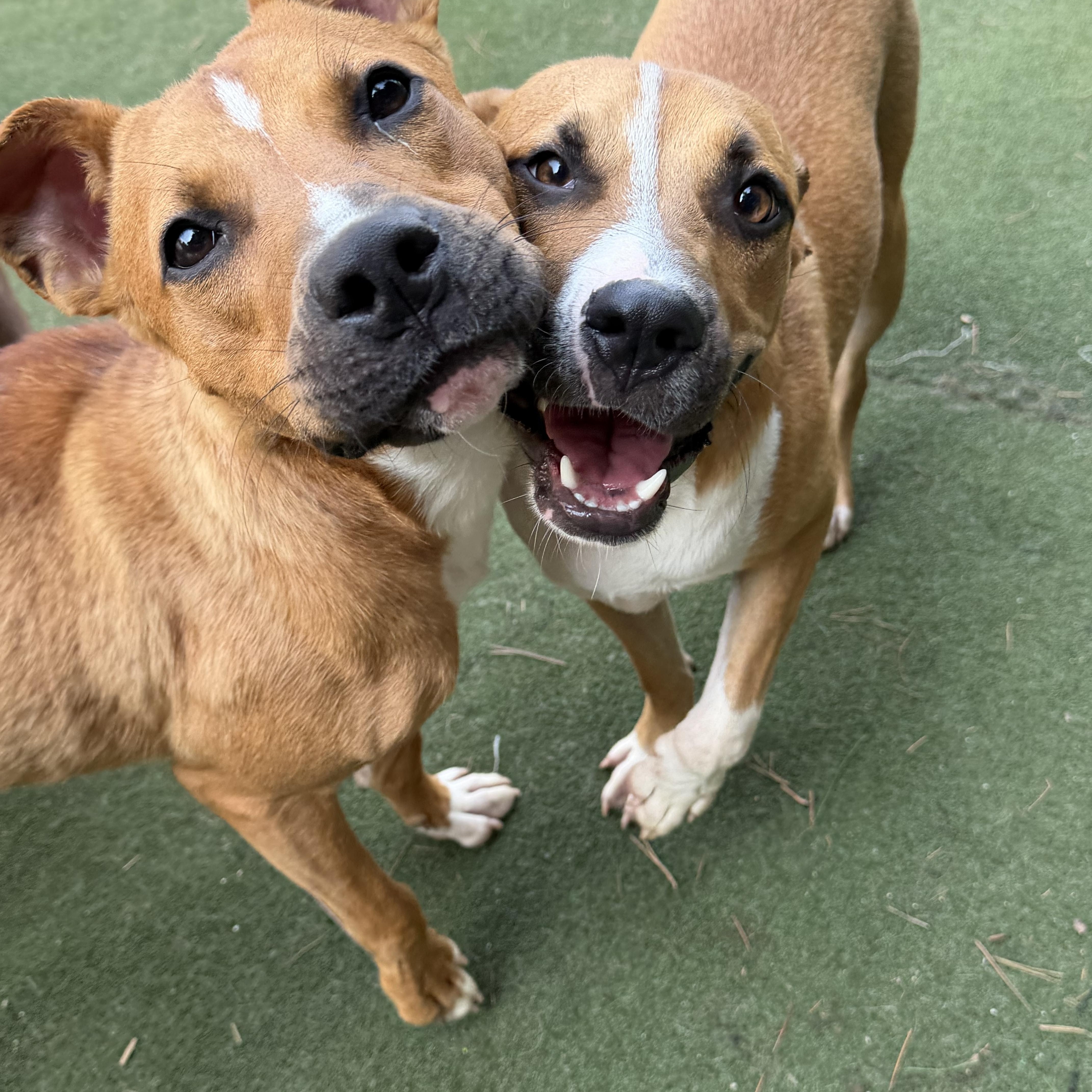 Enlarge Dewey, a ADOPTABLE mixed breed in Charlotte, NC image 6/6