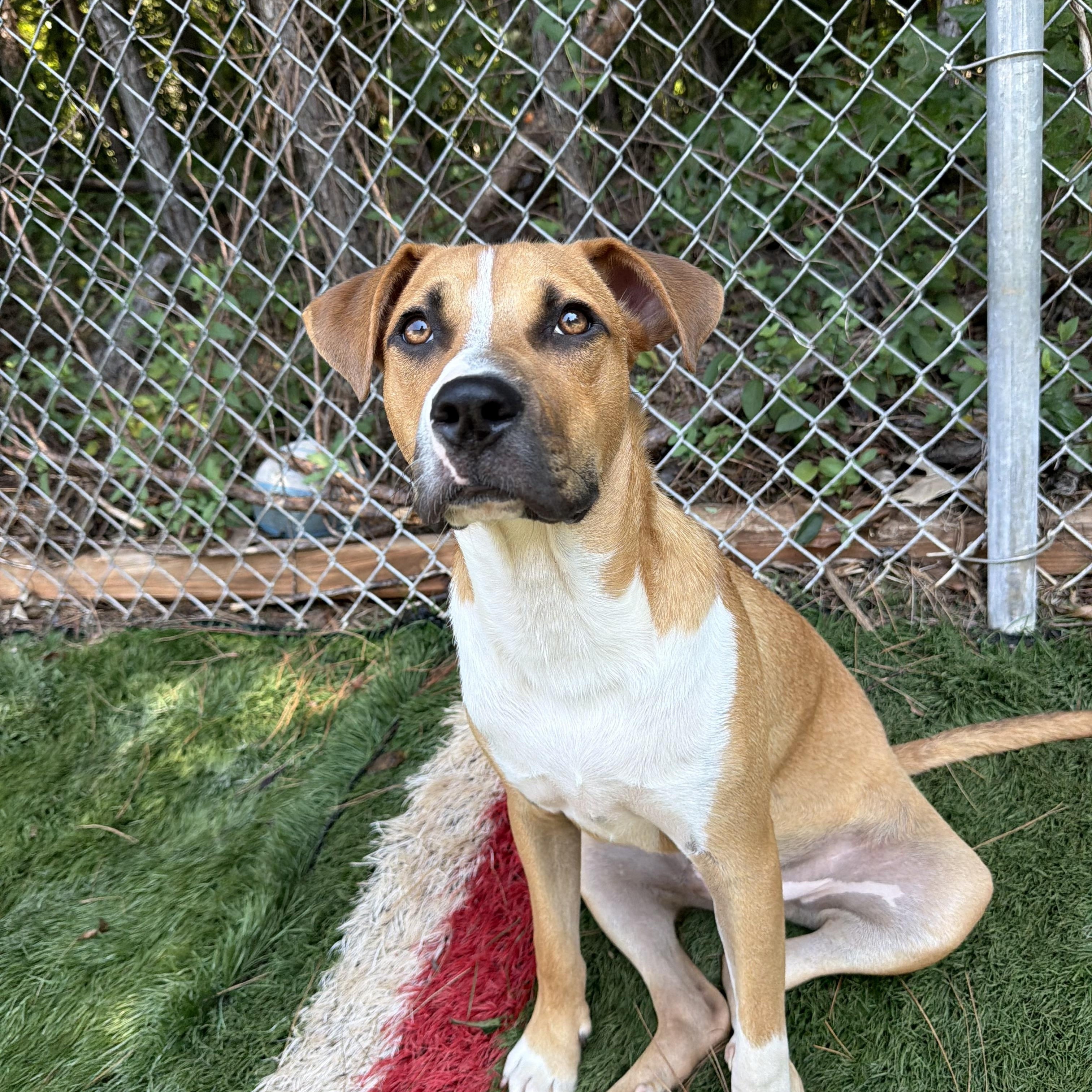 Enlarge Dewey, a ADOPTABLE mixed breed in Charlotte, NC image 1/6