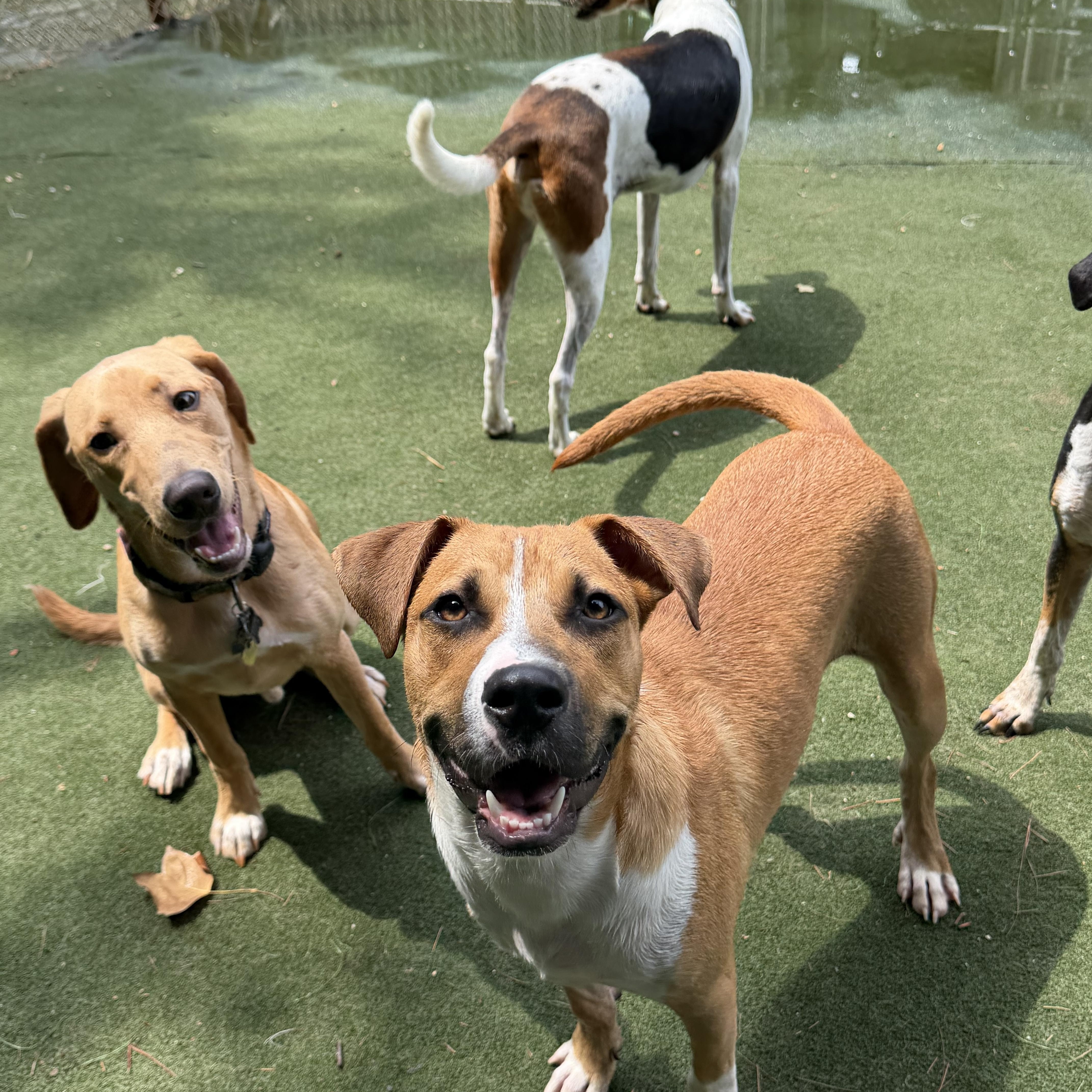 Enlarge Dewey, a ADOPTABLE mixed breed in Charlotte, NC image 3/6