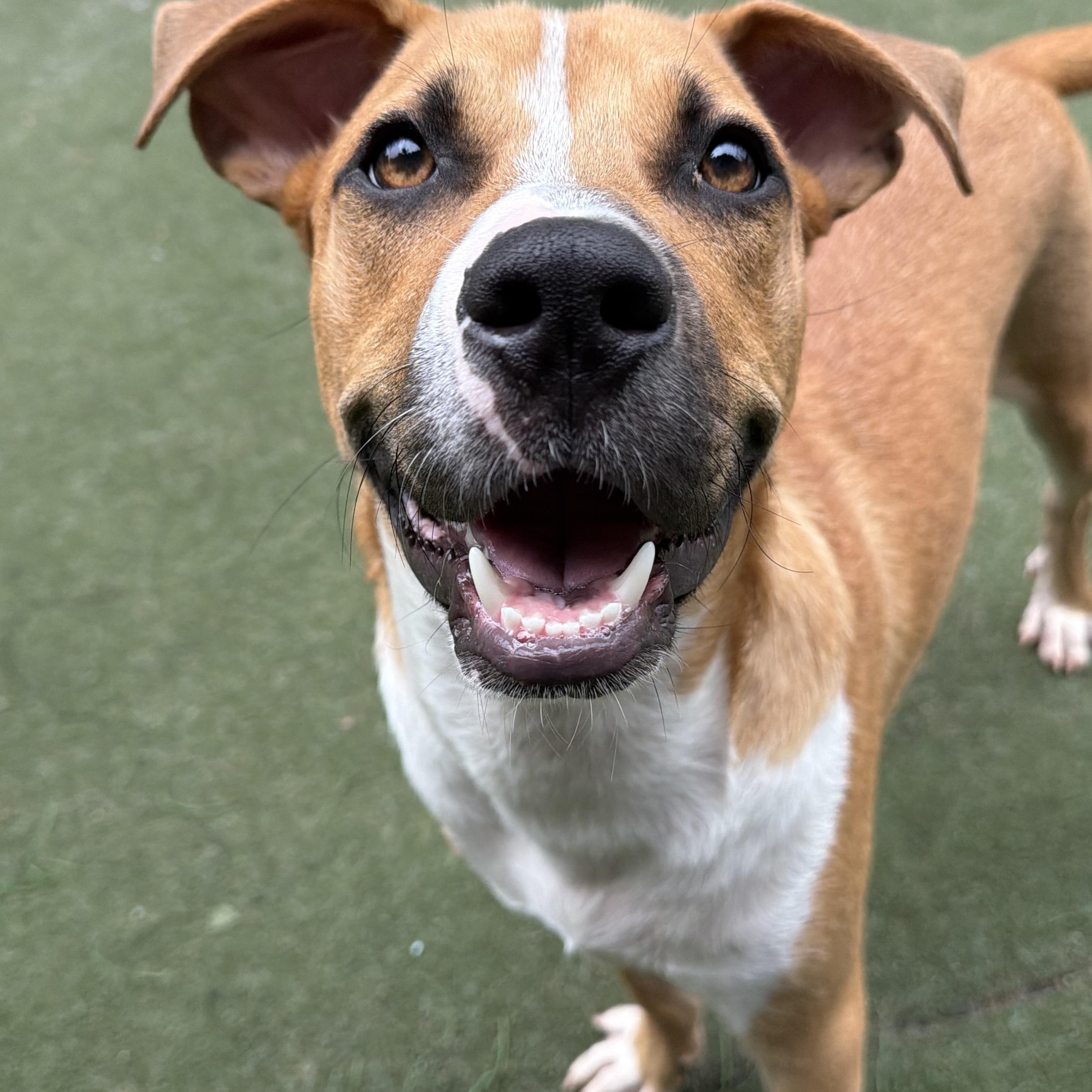 Enlarge Dewey, a ADOPTABLE mixed breed in Charlotte, NC image 5/6