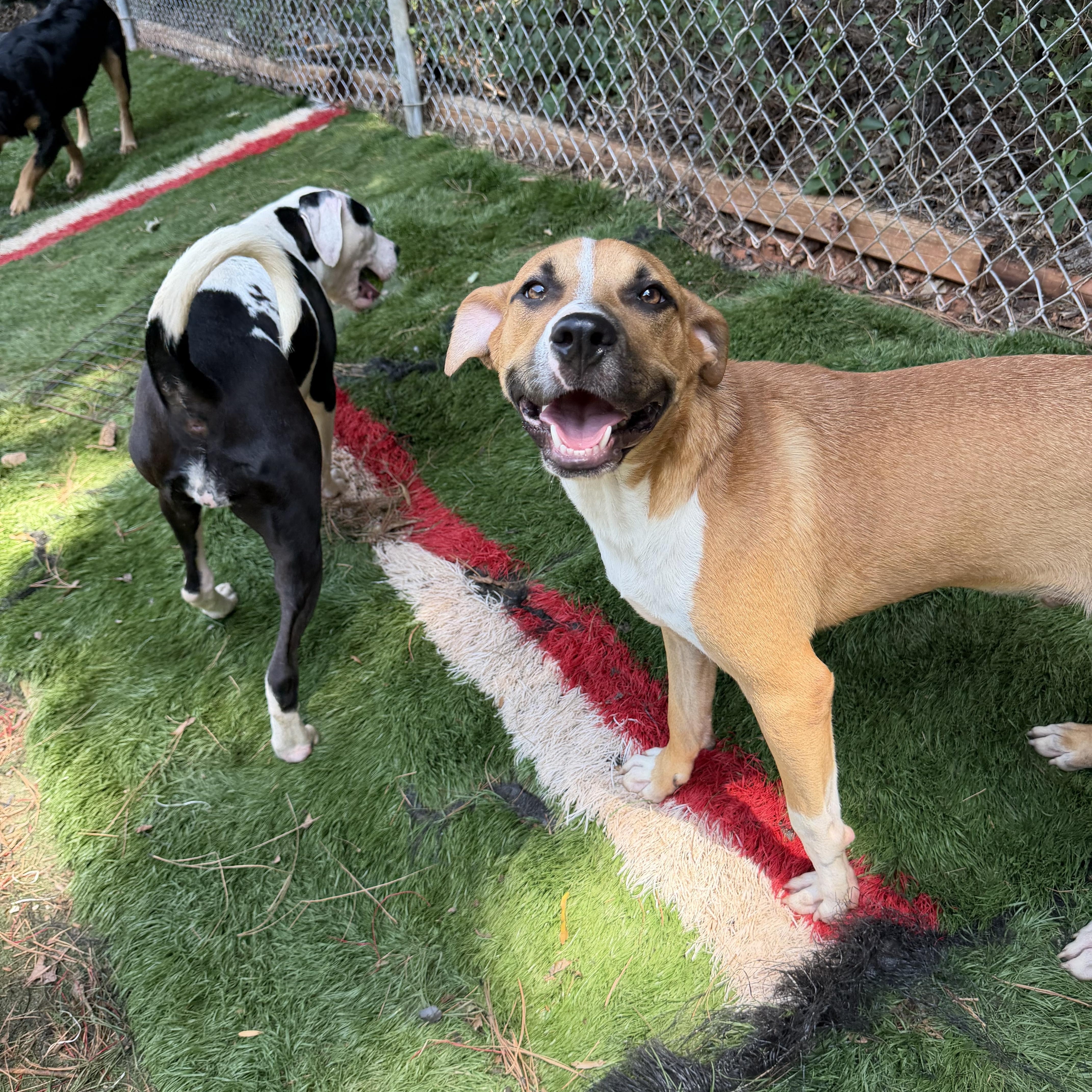 Enlarge Dewey, a ADOPTABLE mixed breed in Charlotte, NC image 2/6