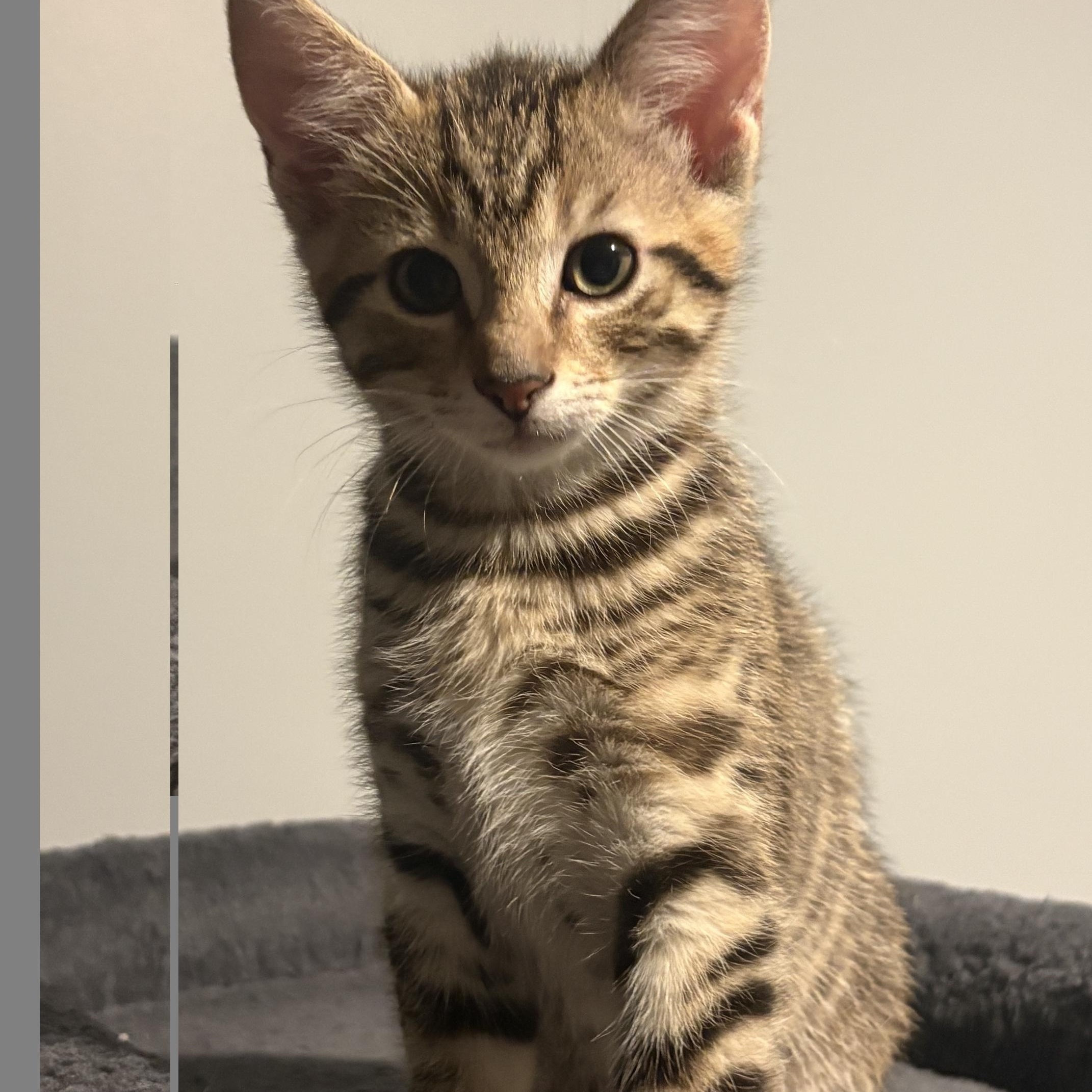 BUGS, a ADOPTABLE mixed breed in Wilmington, OH image 4/6