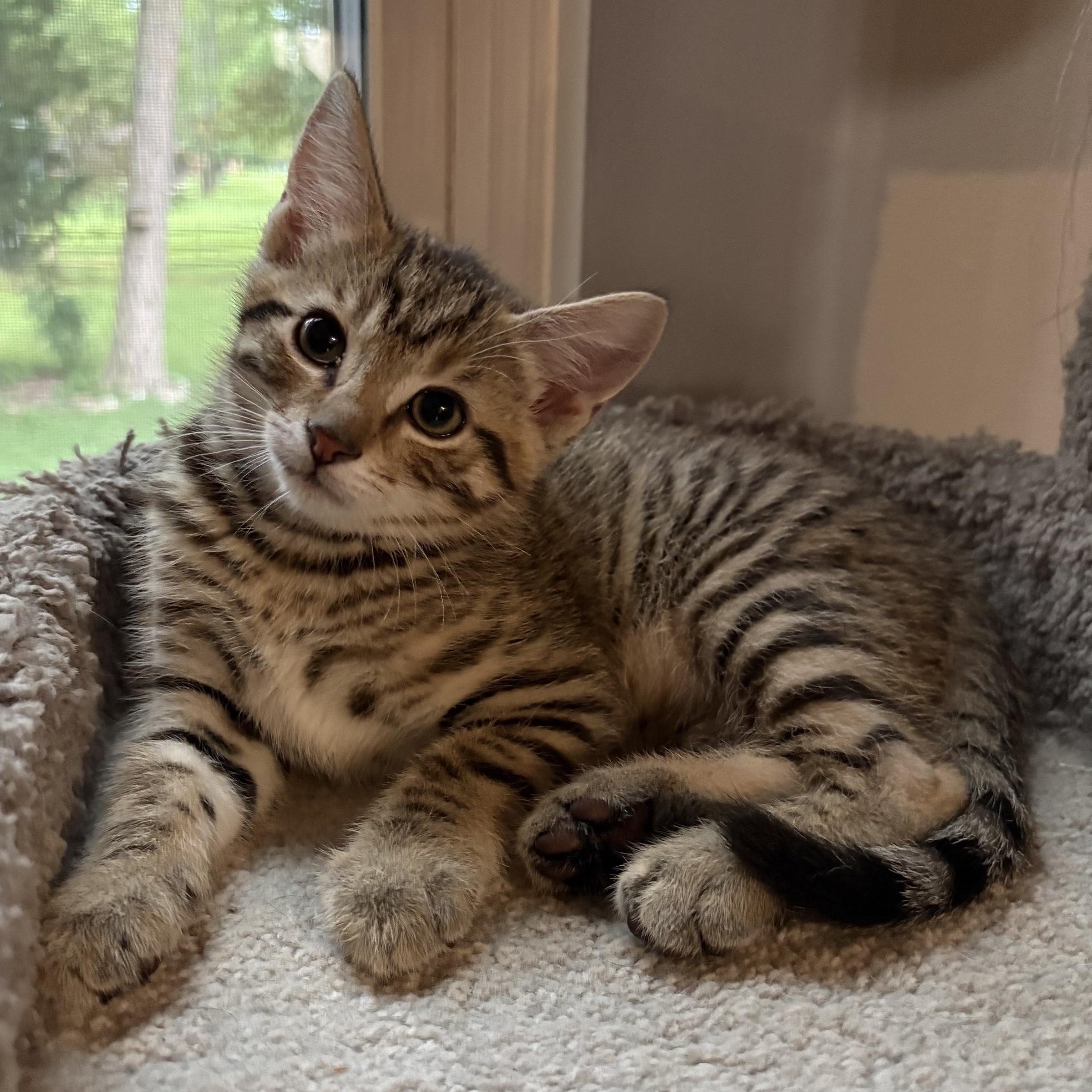 BUGS, a ADOPTABLE mixed breed in Wilmington, OH image 3/6