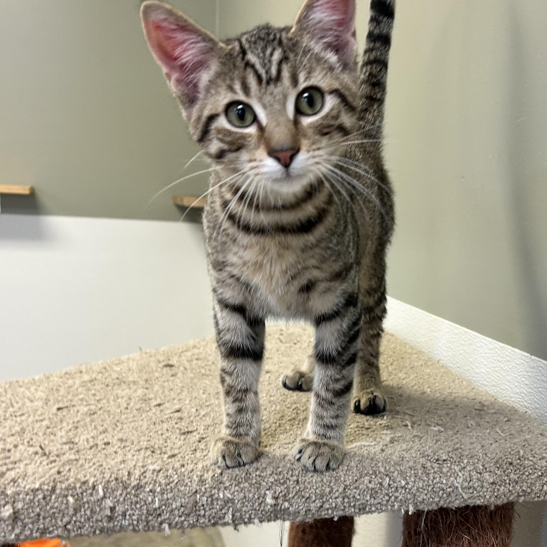 Enlarge BUGS, a Adoptable mixed breed in Wilmington, OH image 1/6