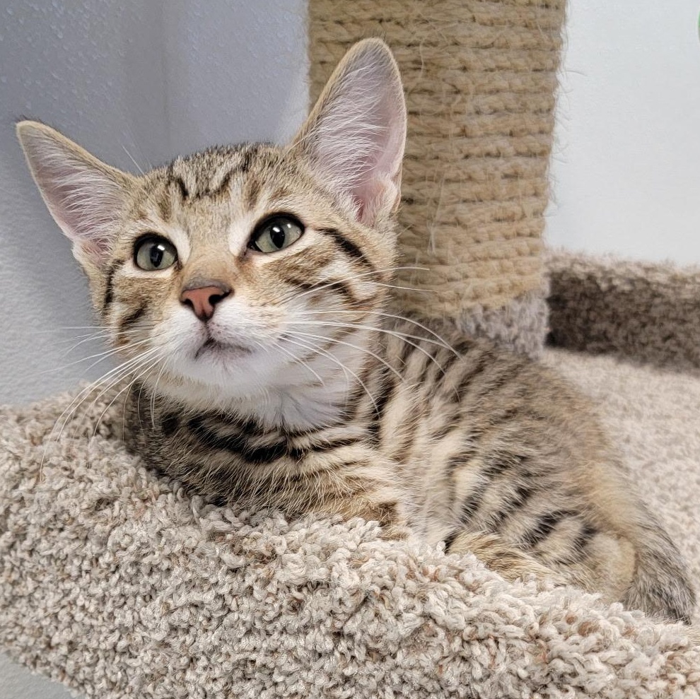 BUGS, a ADOPTABLE mixed breed in Wilmington, OH image 1/6