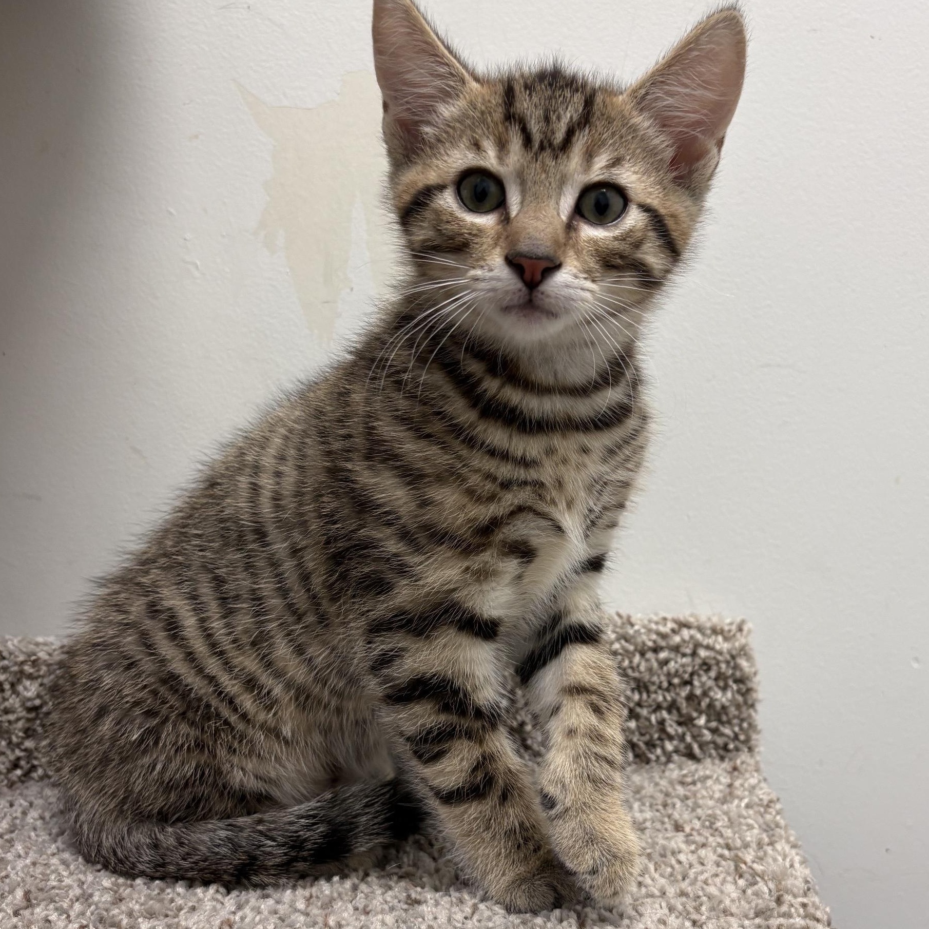 BUGS, a ADOPTABLE mixed breed in Wilmington, OH image 5/6