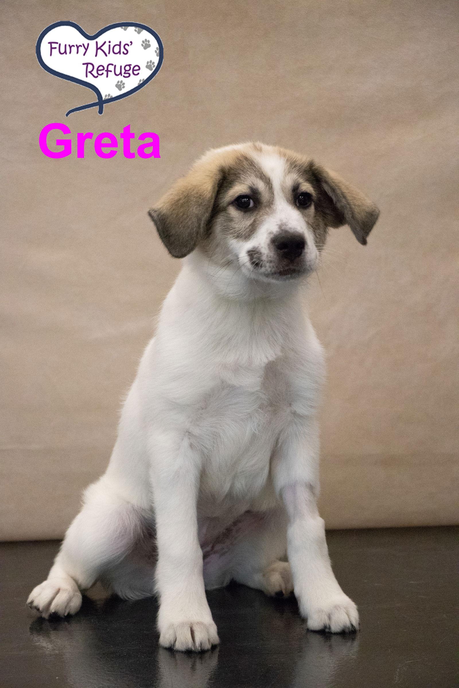 Enlarge Greta, a Adoptable mixed breed in Lee's Summit, MO image 1/3