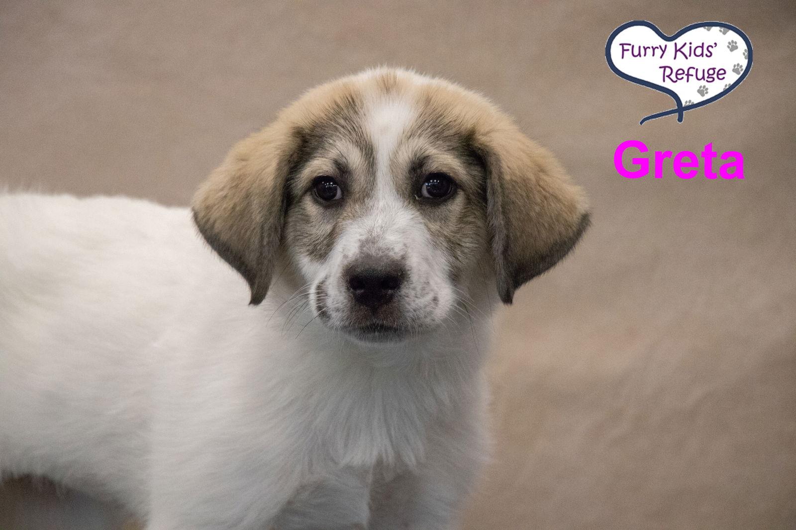 Enlarge Greta, a Adoptable mixed breed in Lee's Summit, MO image 2/3