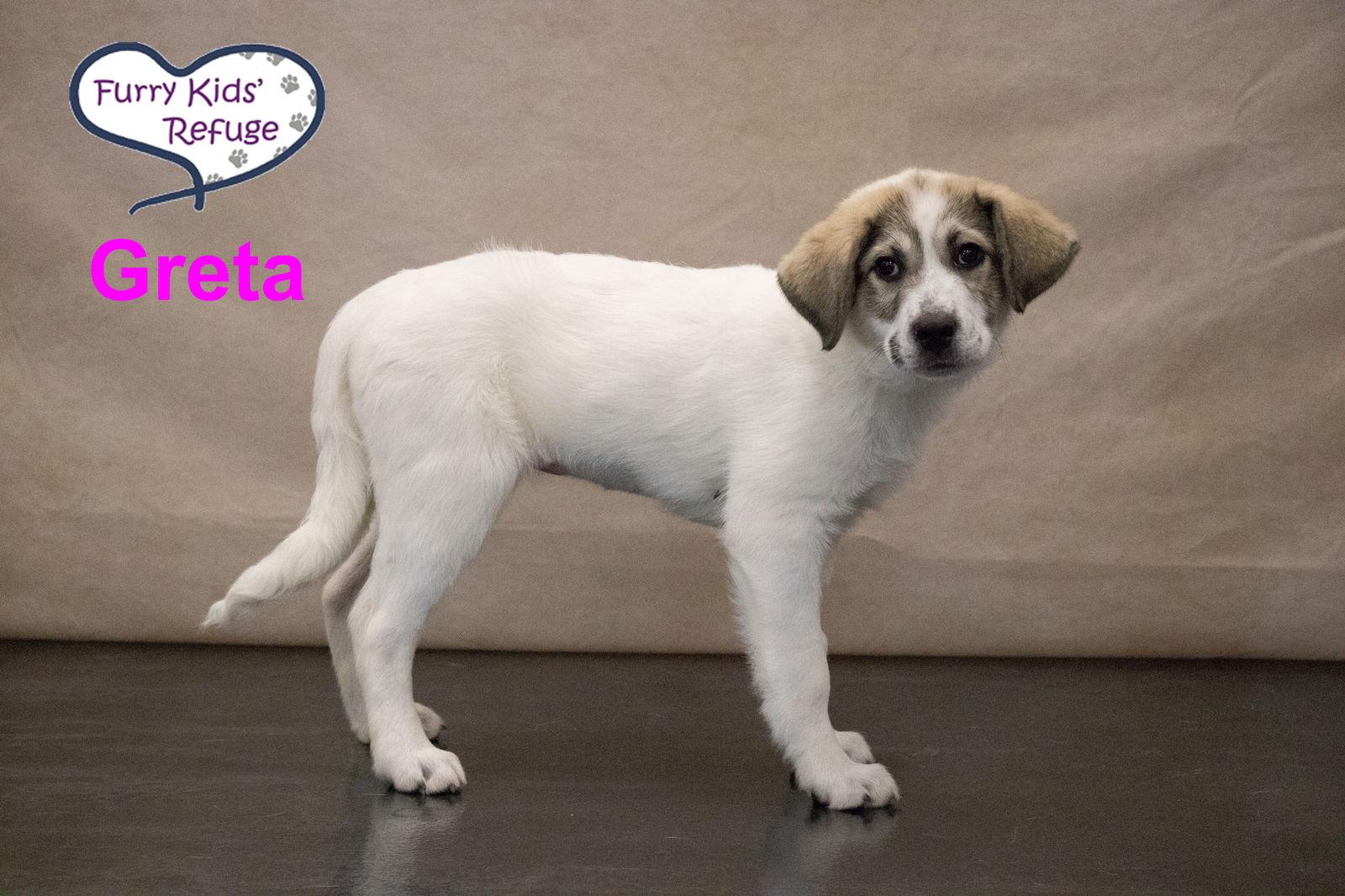 Enlarge Greta, a Adoptable mixed breed in Lee's Summit, MO image 3/3