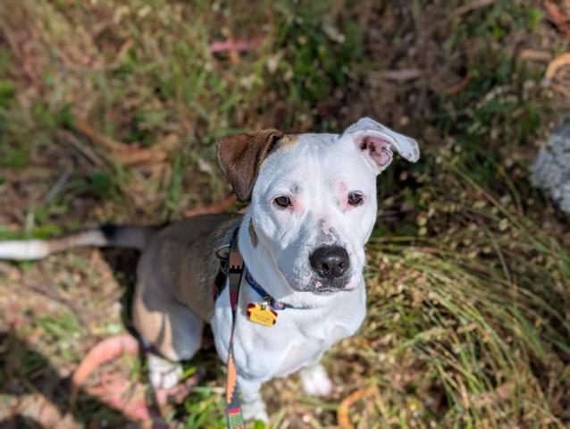 ROO, Adoptable, Young Male Pit Bull Terrier & Mixed Breed.