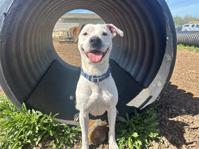 ROO, Adoptable, Young Male Pit Bull Terrier & Mixed Breed.