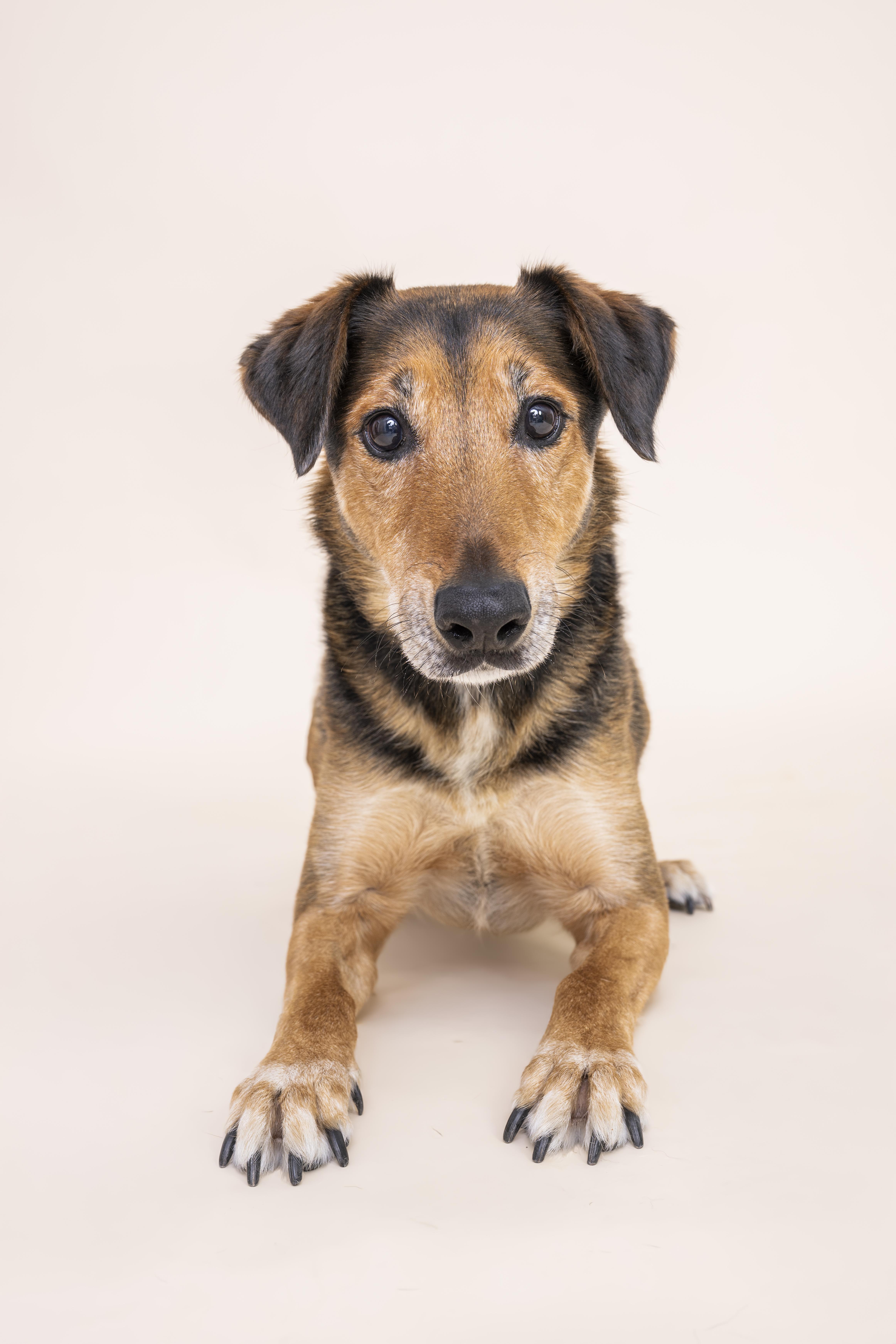 Raleigh, Adoptable, Senior Male German Shepherd Dog.