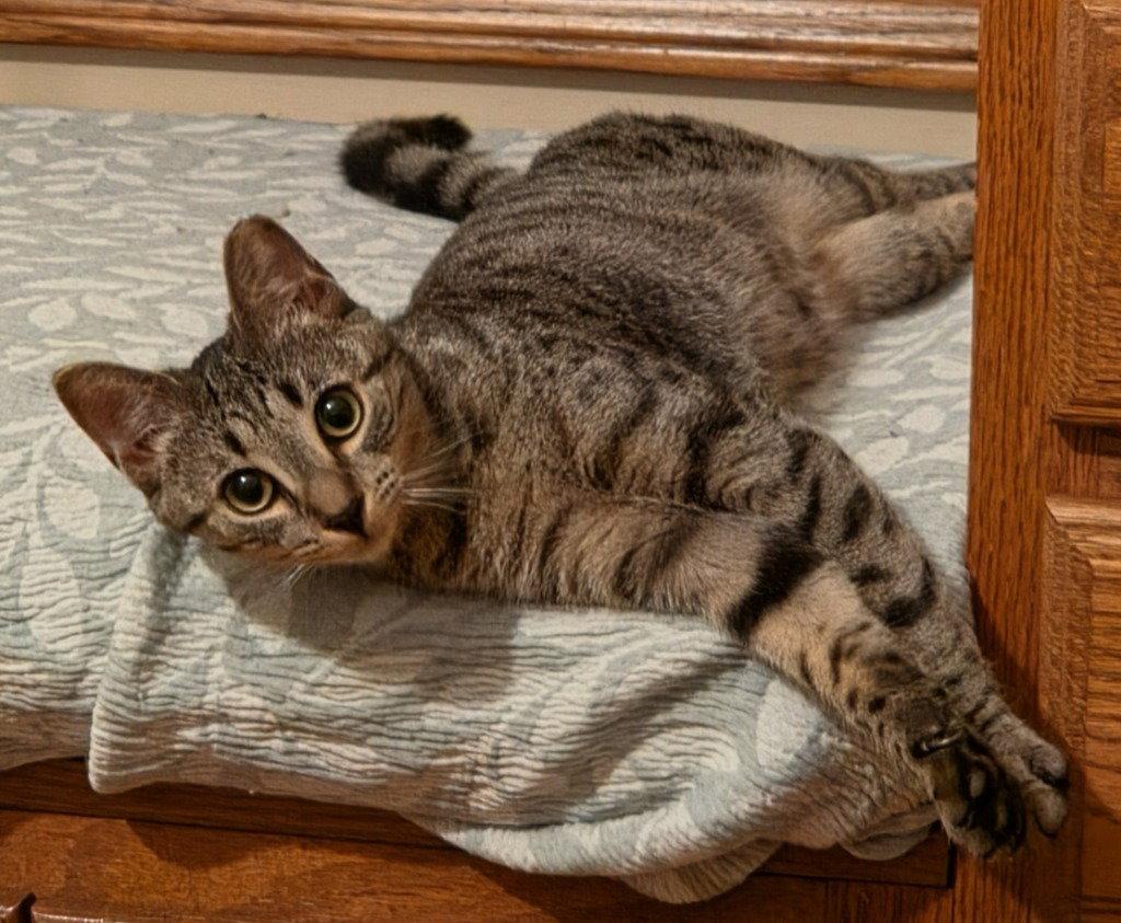 Kismet, Adoptable, Kitten Female Domestic Short Hair.