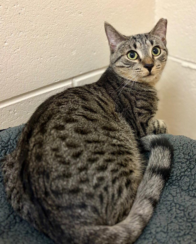 Enlarge Kismet, a Adoptable Domestic Short Hair in Sayreville, NJ image 2/2