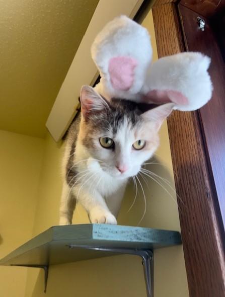 Enlarge Luna, a ADOPTABLE Domestic Short Hair in Hutchinson, MN image 2/6