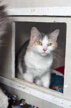 Enlarge Luna, a ADOPTABLE Domestic Short Hair in Hutchinson, MN image 5/6