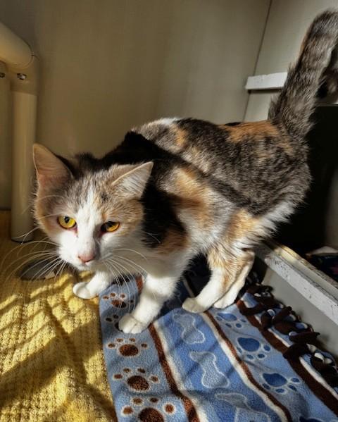 Enlarge Luna, a ADOPTABLE Domestic Short Hair in Hutchinson, MN image 6/6