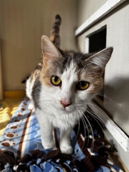 Enlarge Luna, a ADOPTABLE Domestic Short Hair in Hutchinson, MN image 4/6