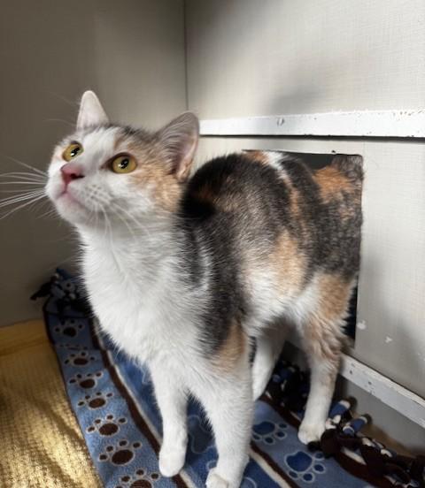 Luna, ADOPTABLE, Adult Female Domestic Short Hair.