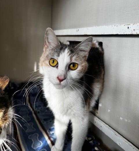 Enlarge Luna, a ADOPTABLE Domestic Short Hair in Hutchinson, MN image 3/6