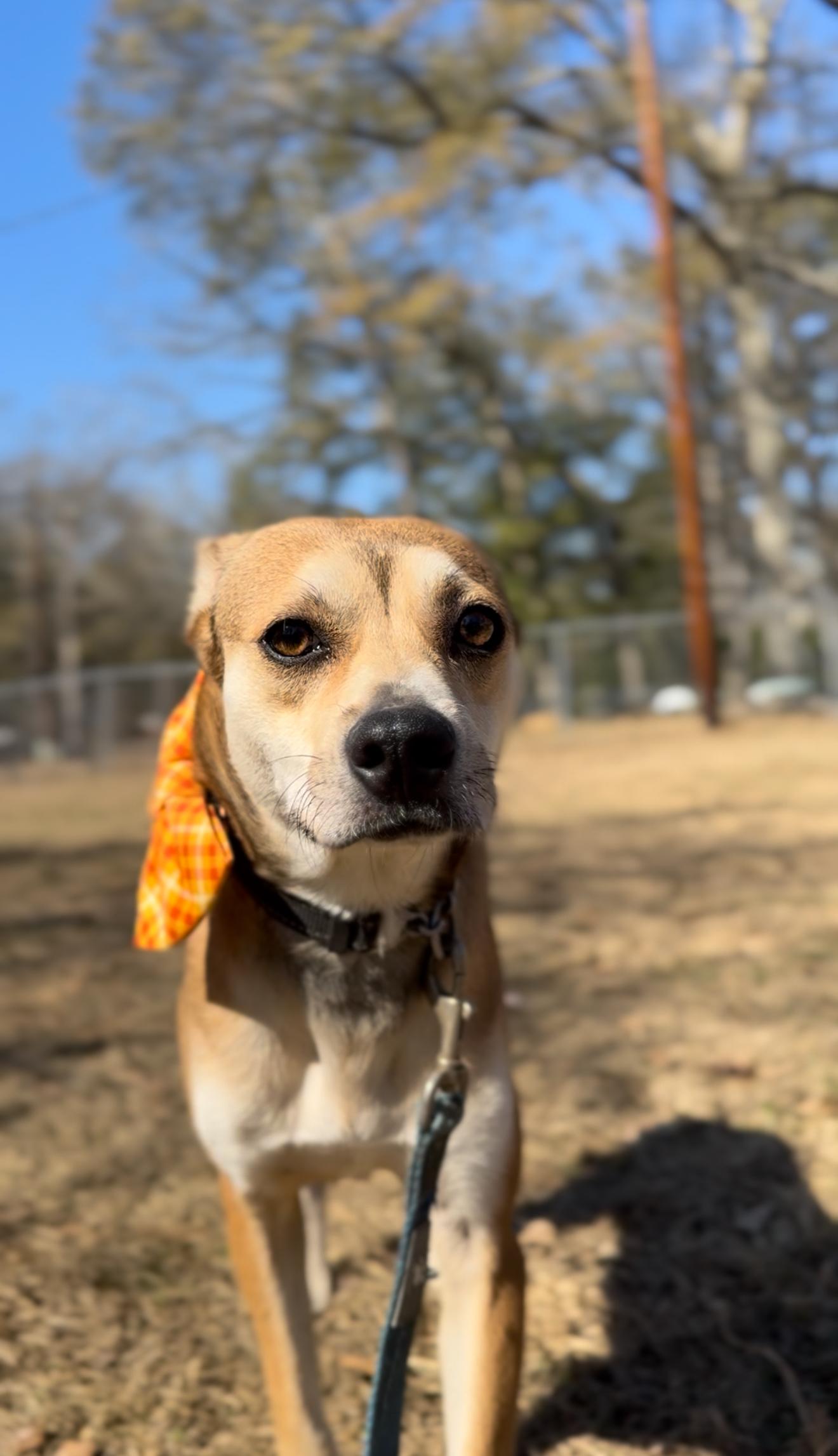 Jaxon, a Adoptable mixed breed in Poughkeepsie, NY image 5/6