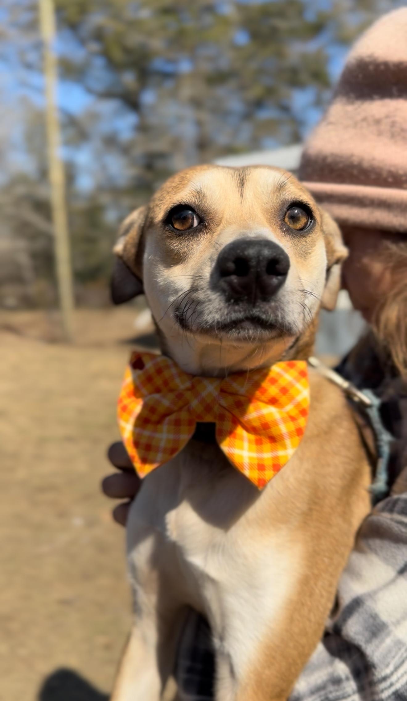 Jaxon, a Adoptable mixed breed in Poughkeepsie, NY image 3/6