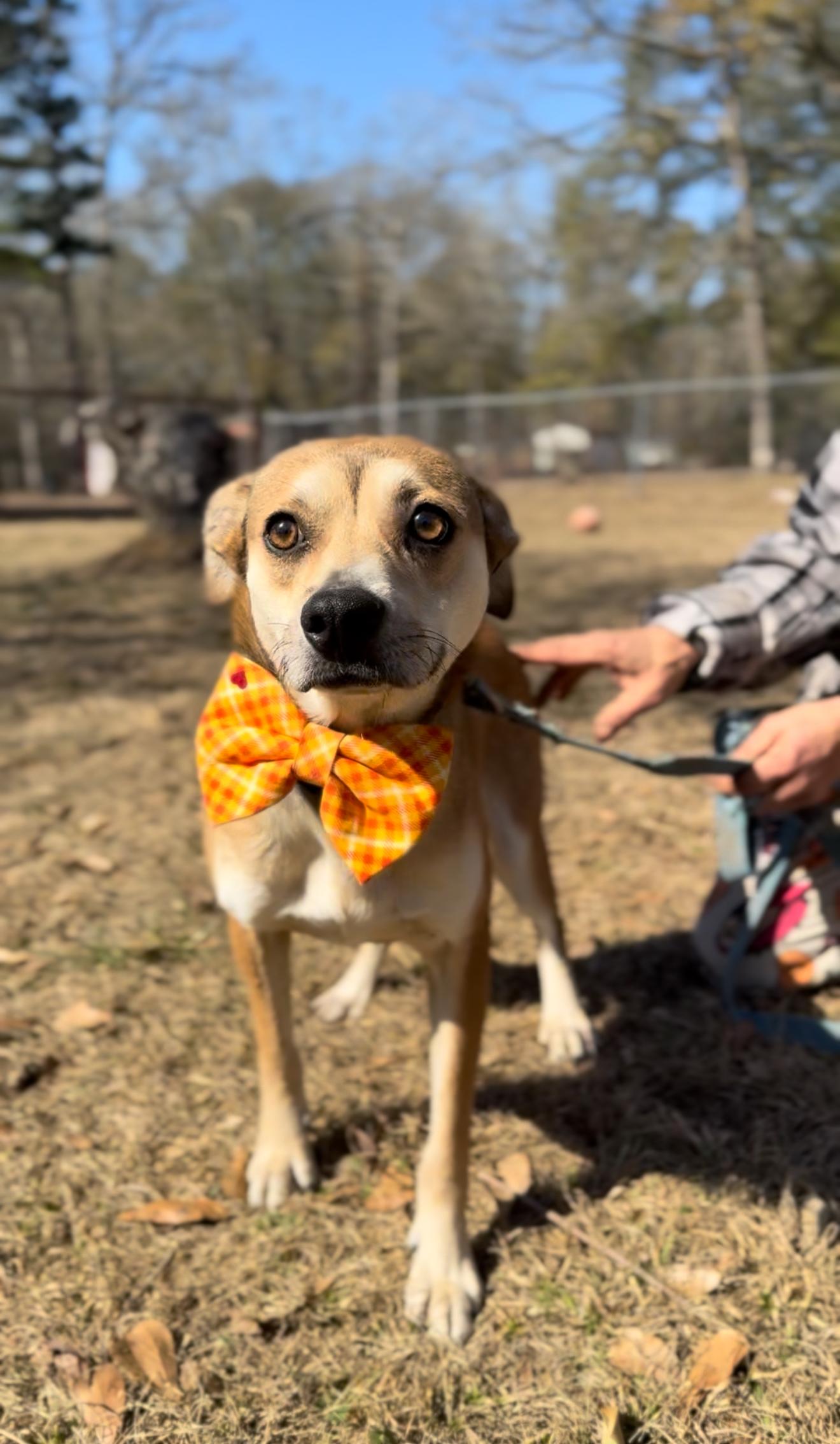 Jaxon, a Adoptable mixed breed in Poughkeepsie, NY image 2/6