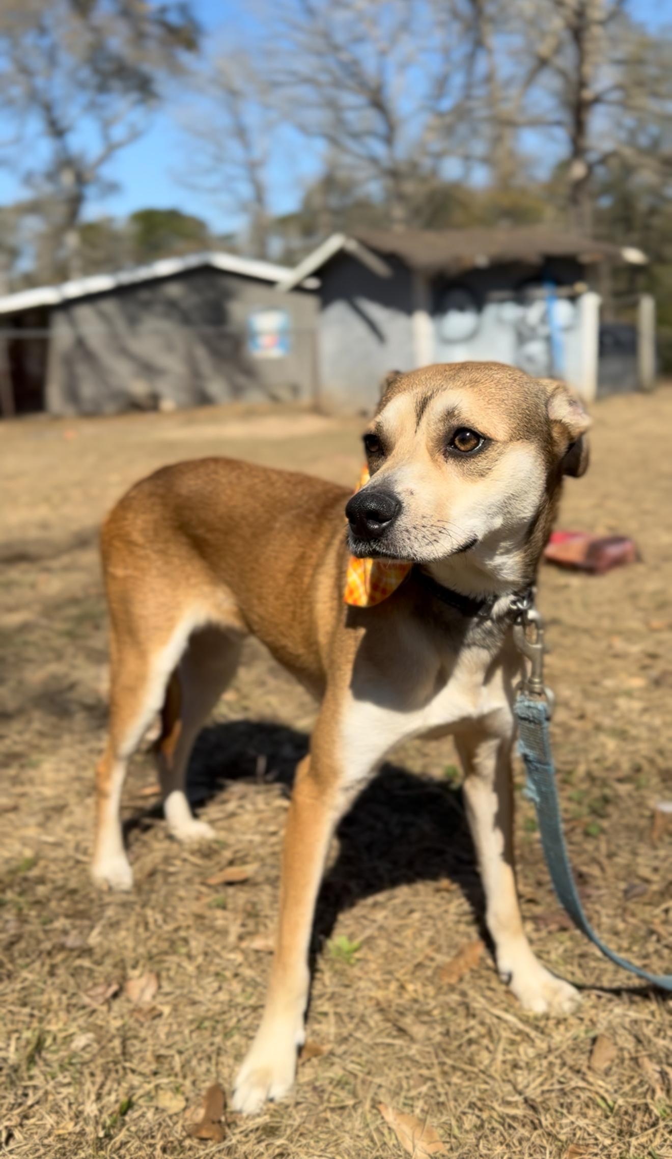 Jaxon, a Adoptable mixed breed in Poughkeepsie, NY image 4/6