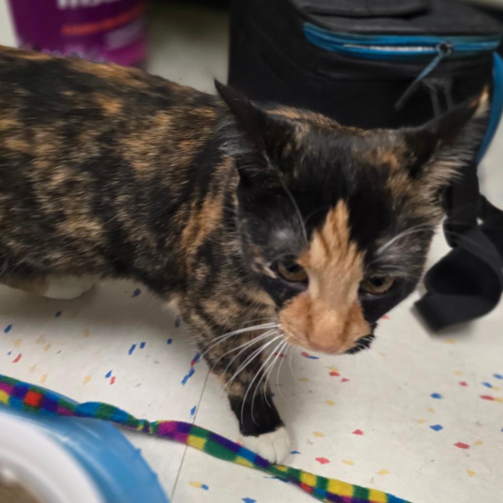 Sedona, Adoptable, Adult Female Domestic Short Hair.