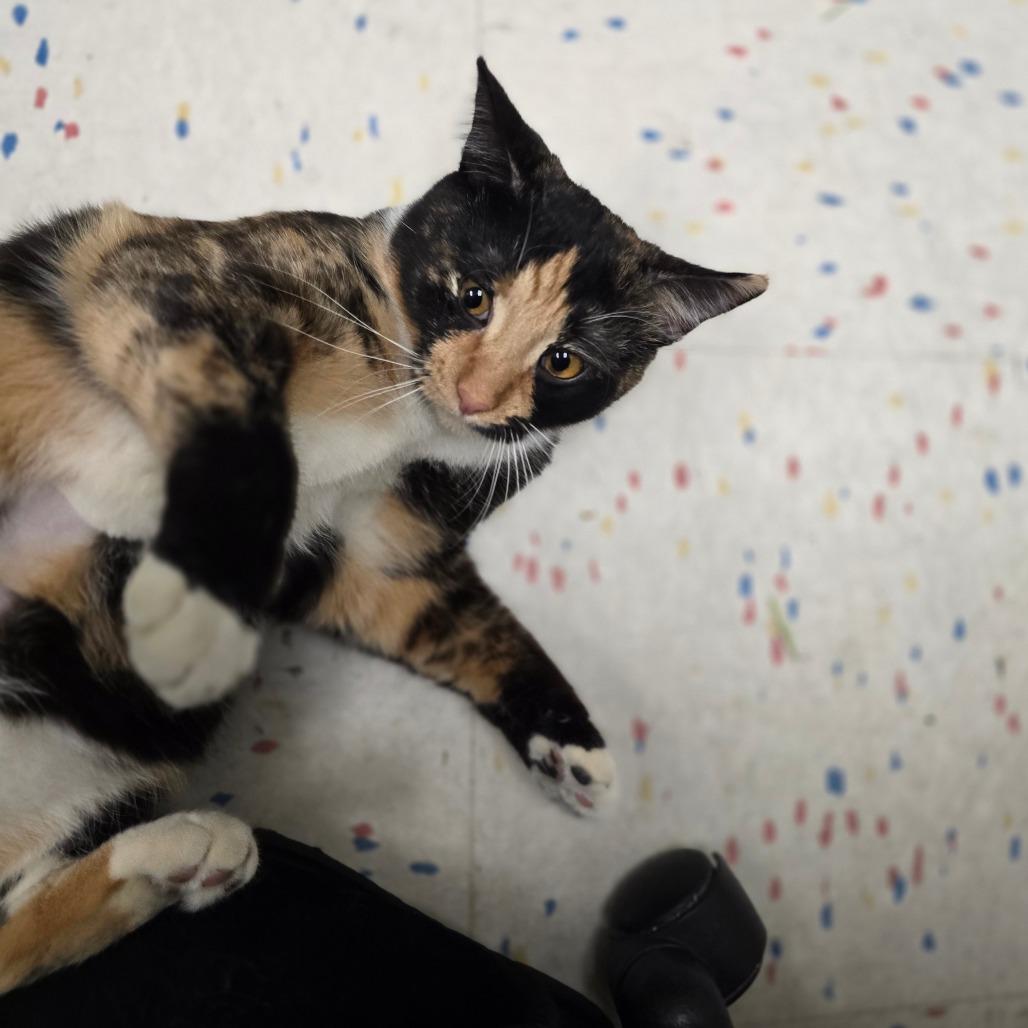 Enlarge Sedona, a Adoptable Domestic Short Hair in Pacific Grove, CA image 2/6