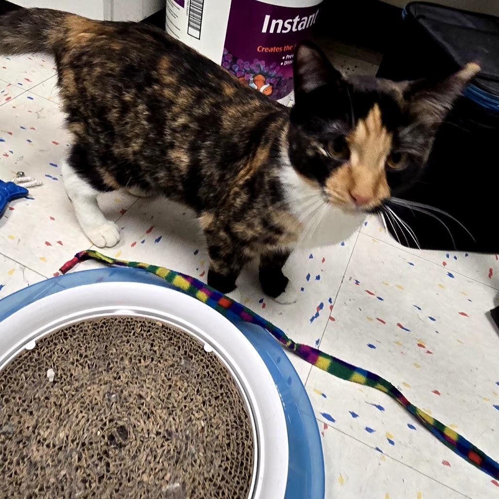 Enlarge Sedona, a Adoptable Domestic Short Hair in Pacific Grove, CA image 3/6