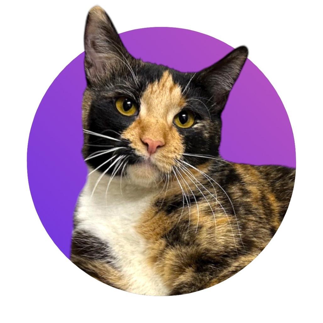 Enlarge Sedona, a Adoptable Domestic Short Hair in Pacific Grove, CA image 4/6