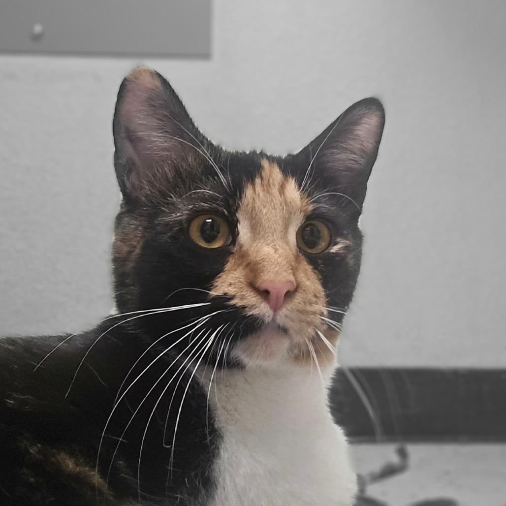 Enlarge Sedona, a Adoptable Domestic Short Hair in Pacific Grove, CA image 5/6