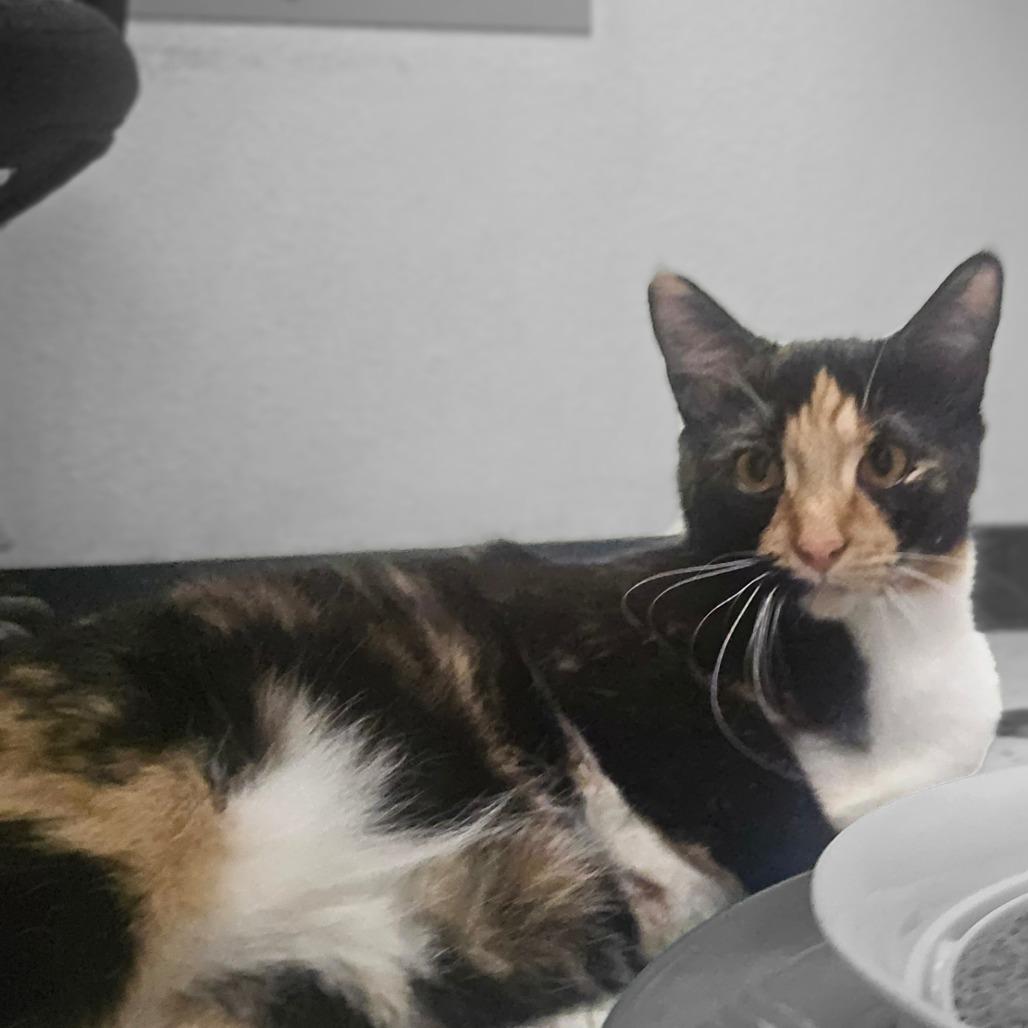 Enlarge Sedona, a Adoptable Domestic Short Hair in Pacific Grove, CA image 6/6