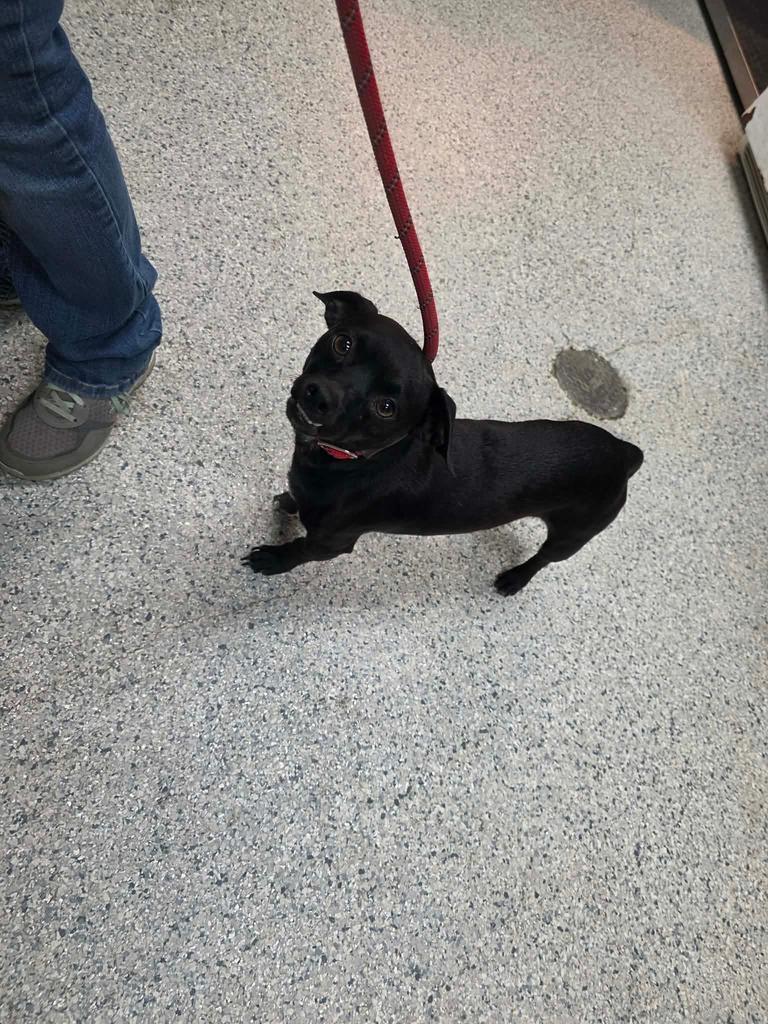 Comet, Adoptable, Adult Male Chihuahua & Affenpinscher.